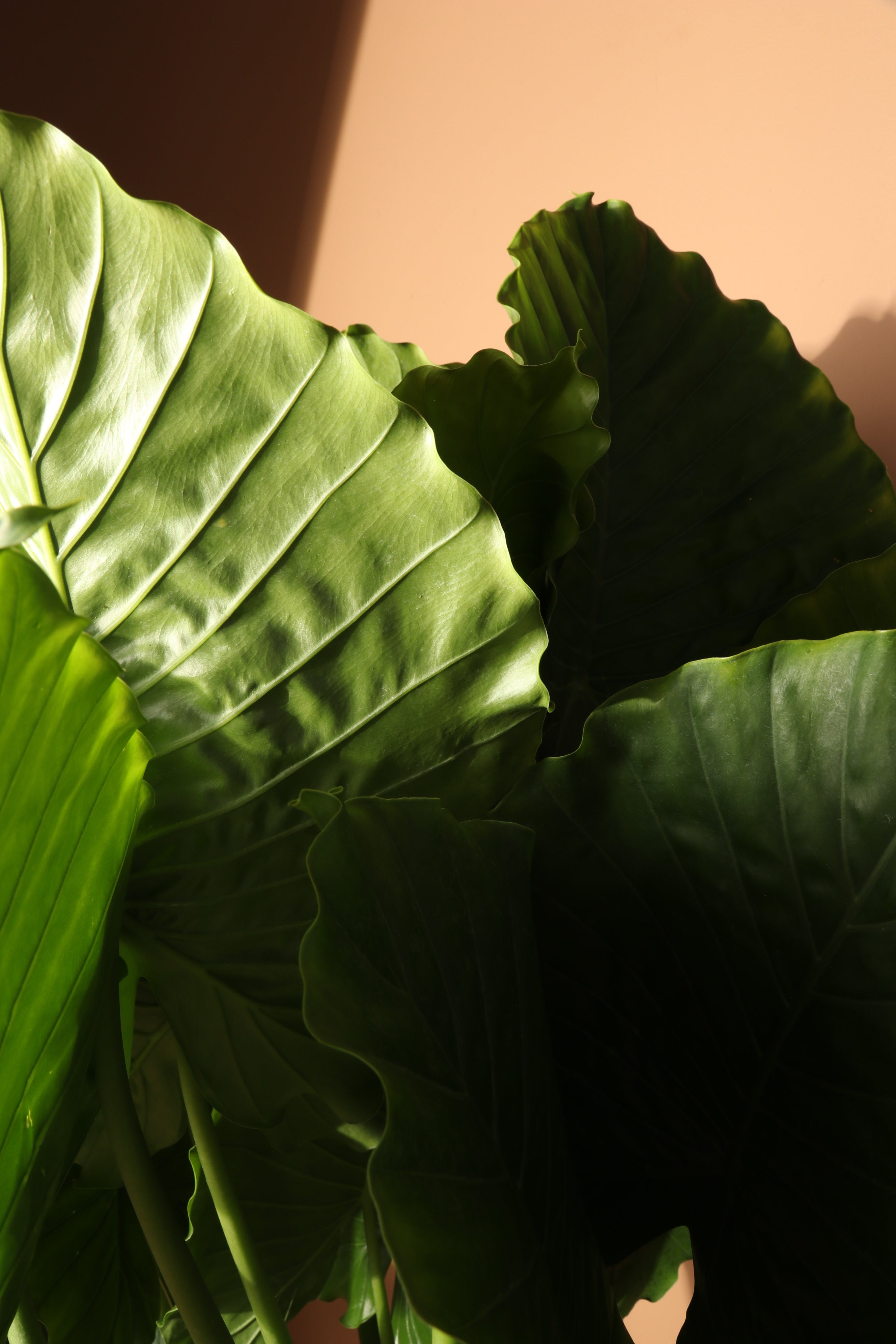 Full Size Alocasia 'Odora'