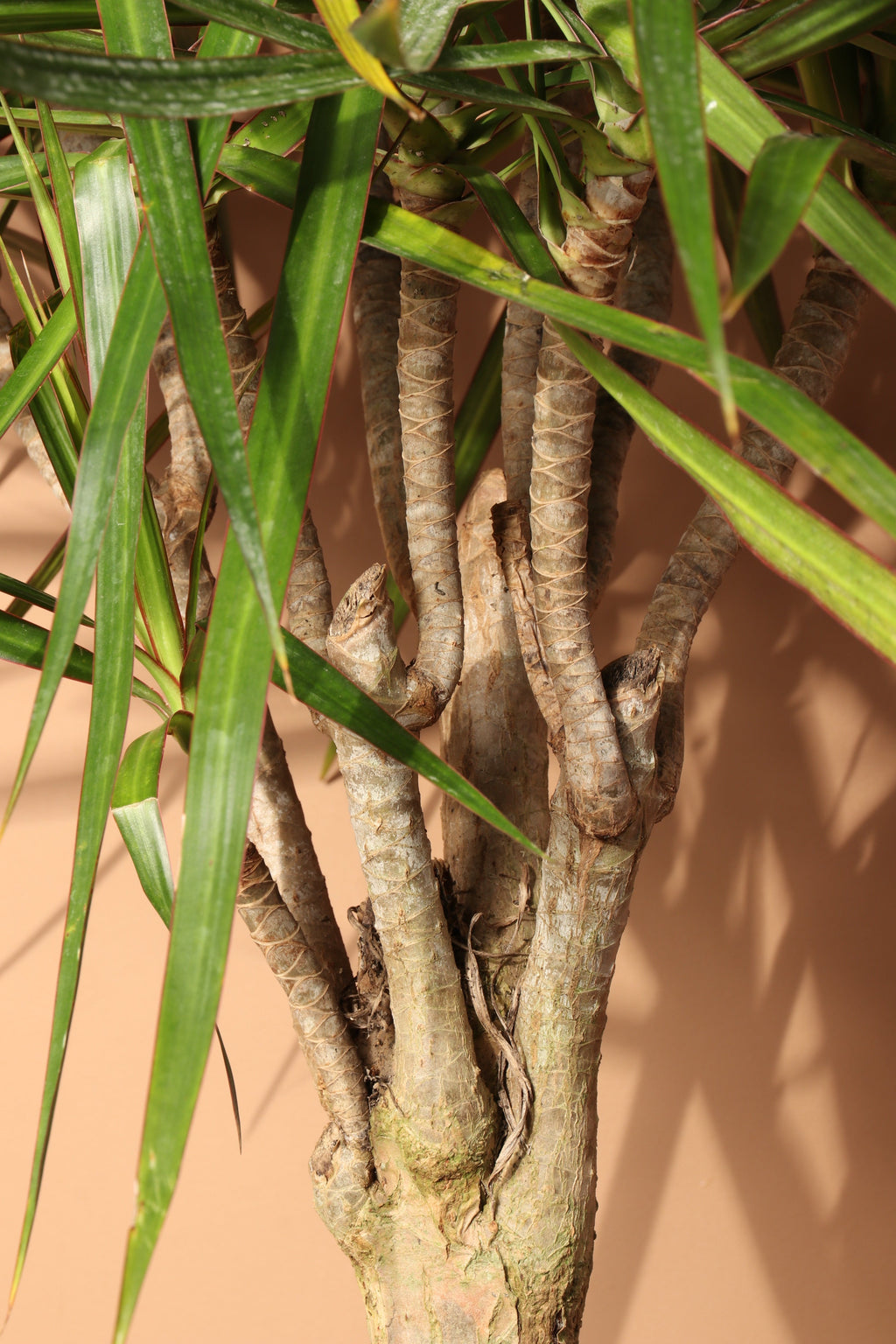 Full Size Dracaena Marginata Stump