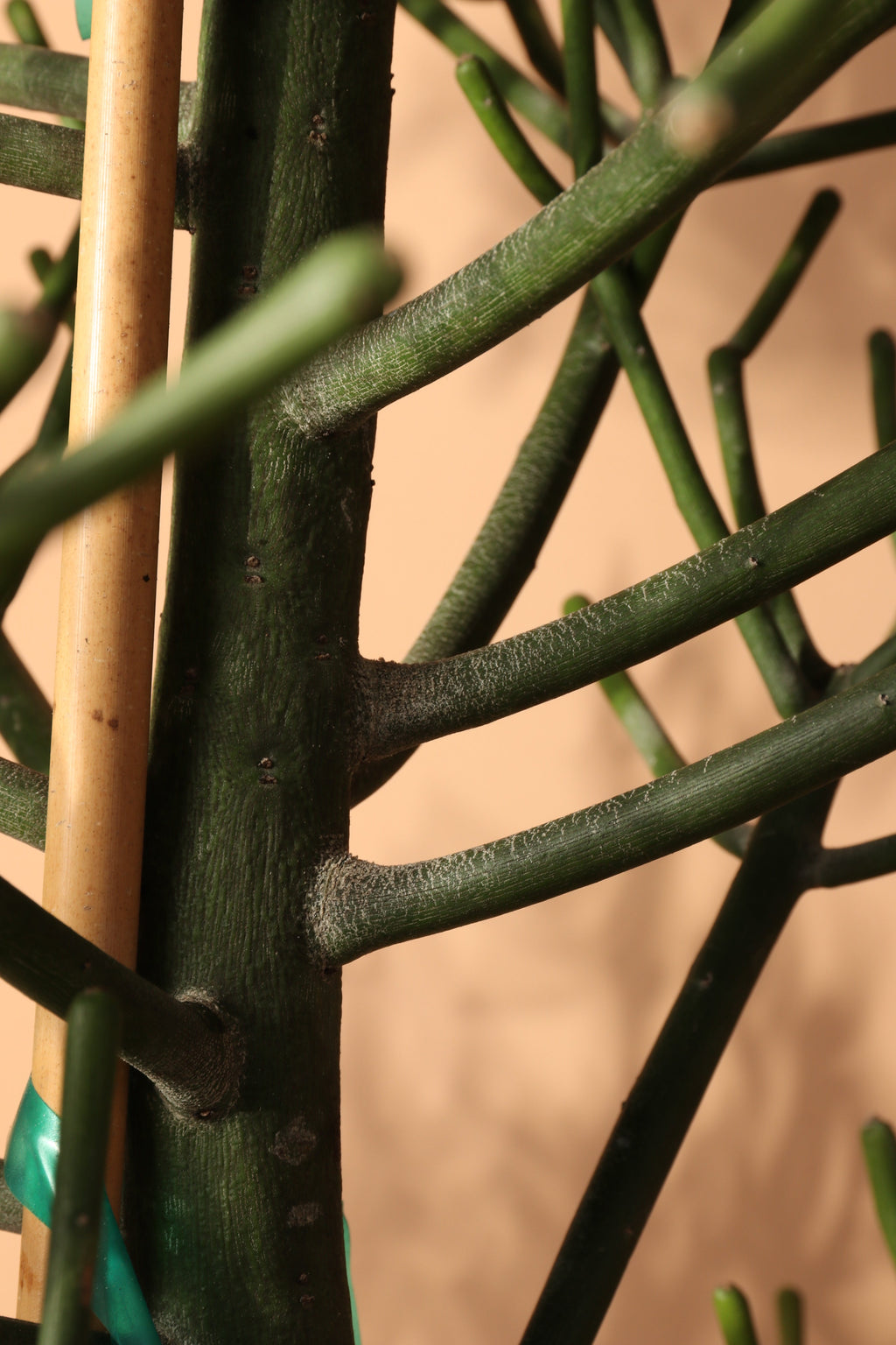 Full Size Pencil Cactus