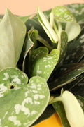Medium Satin Pothos (Scindapsus pictus)