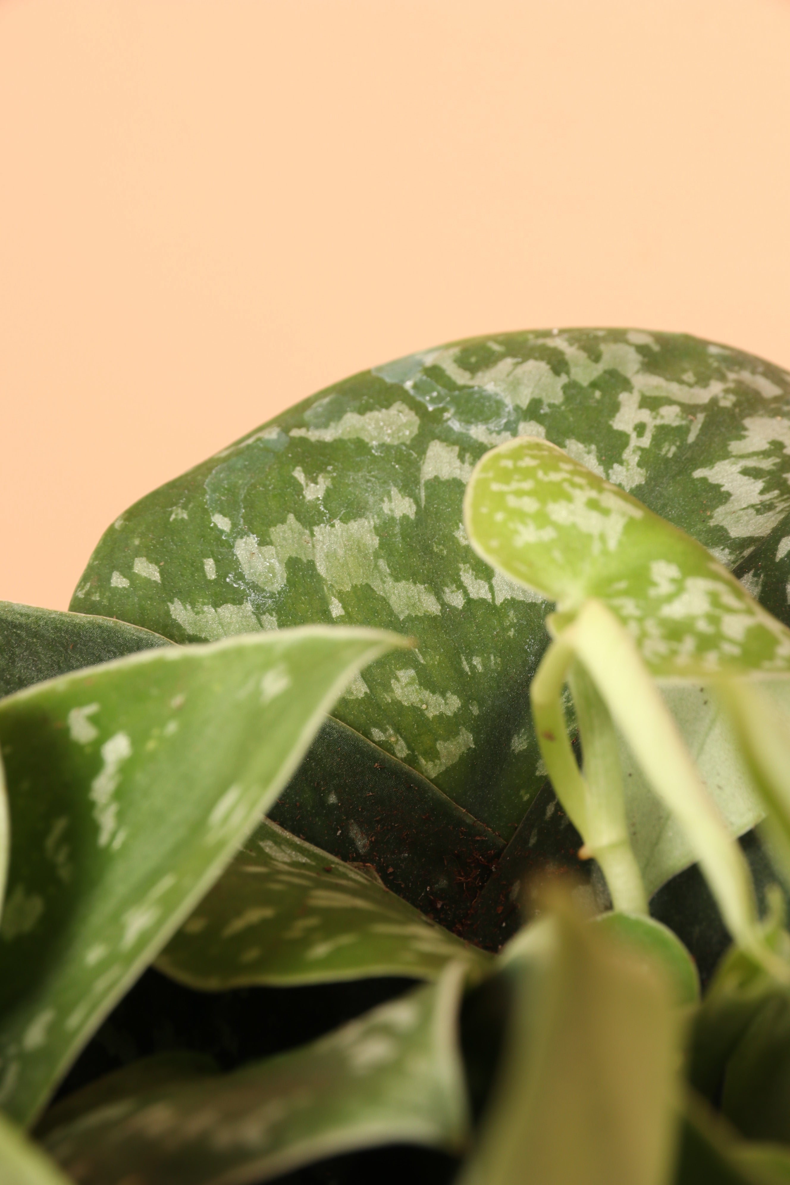 Medium Satin Pothos (Scindapsus pictus)