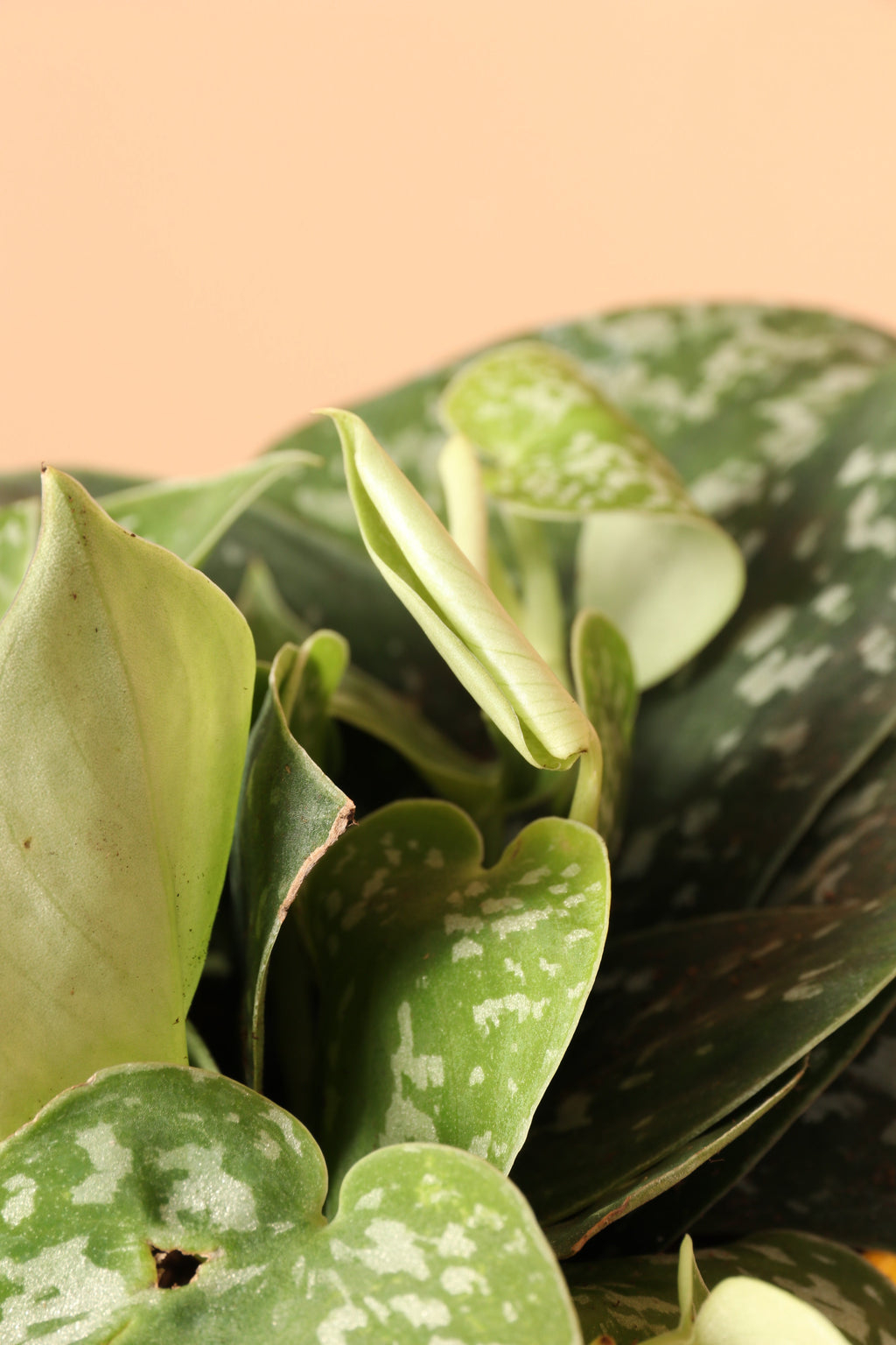 Medium Satin Pothos (Scindapsus pictus)