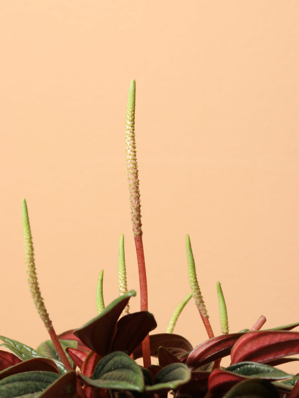 Small Peperomia Rosso