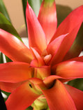 Small Bromeliad Red