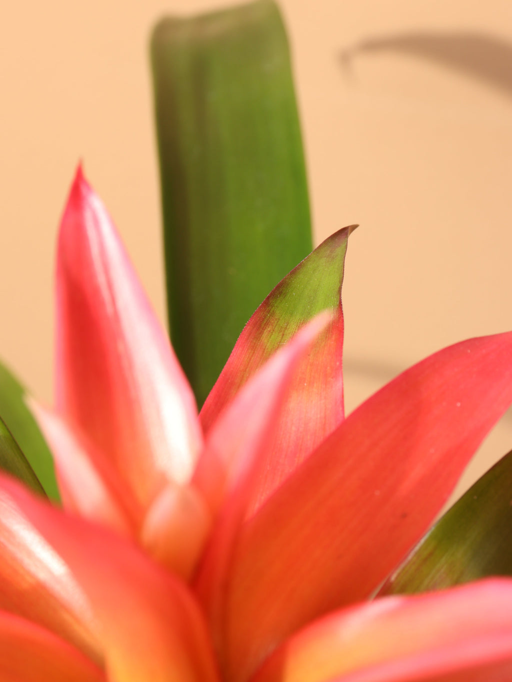 Small Bromeliad Red
