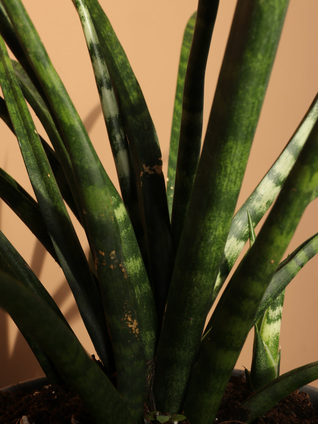 Medium Sansevieria Fernwood