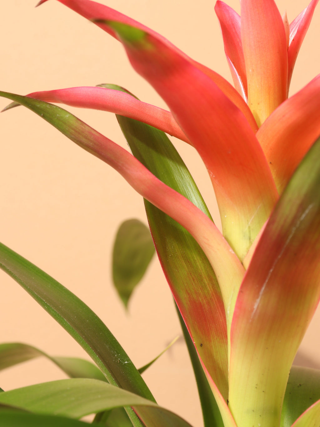 Small Bromeliad Red