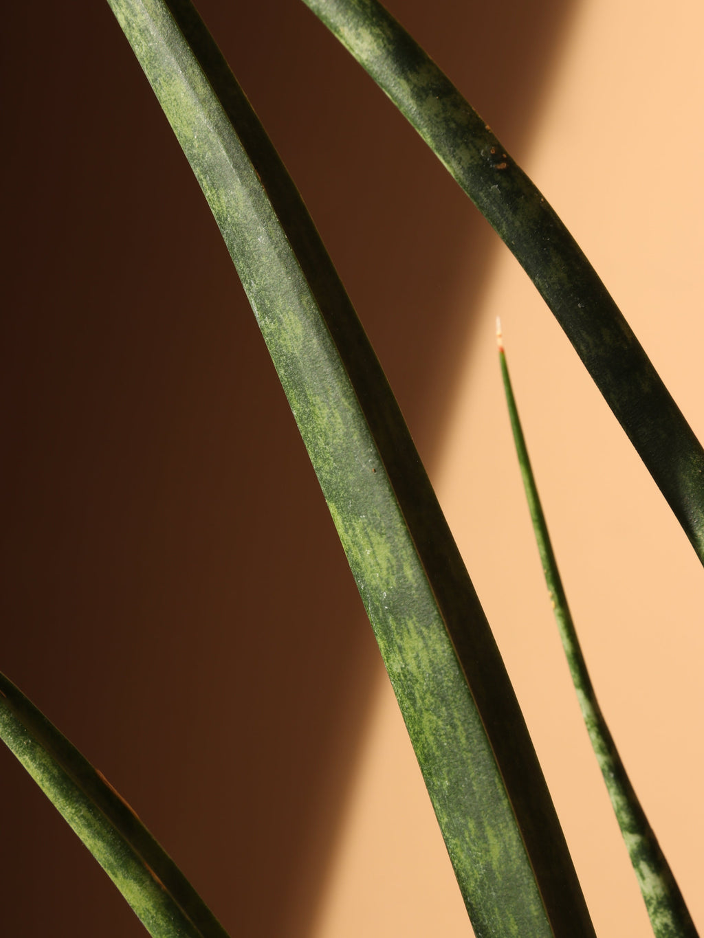 Medium Sansevieria Fernwood