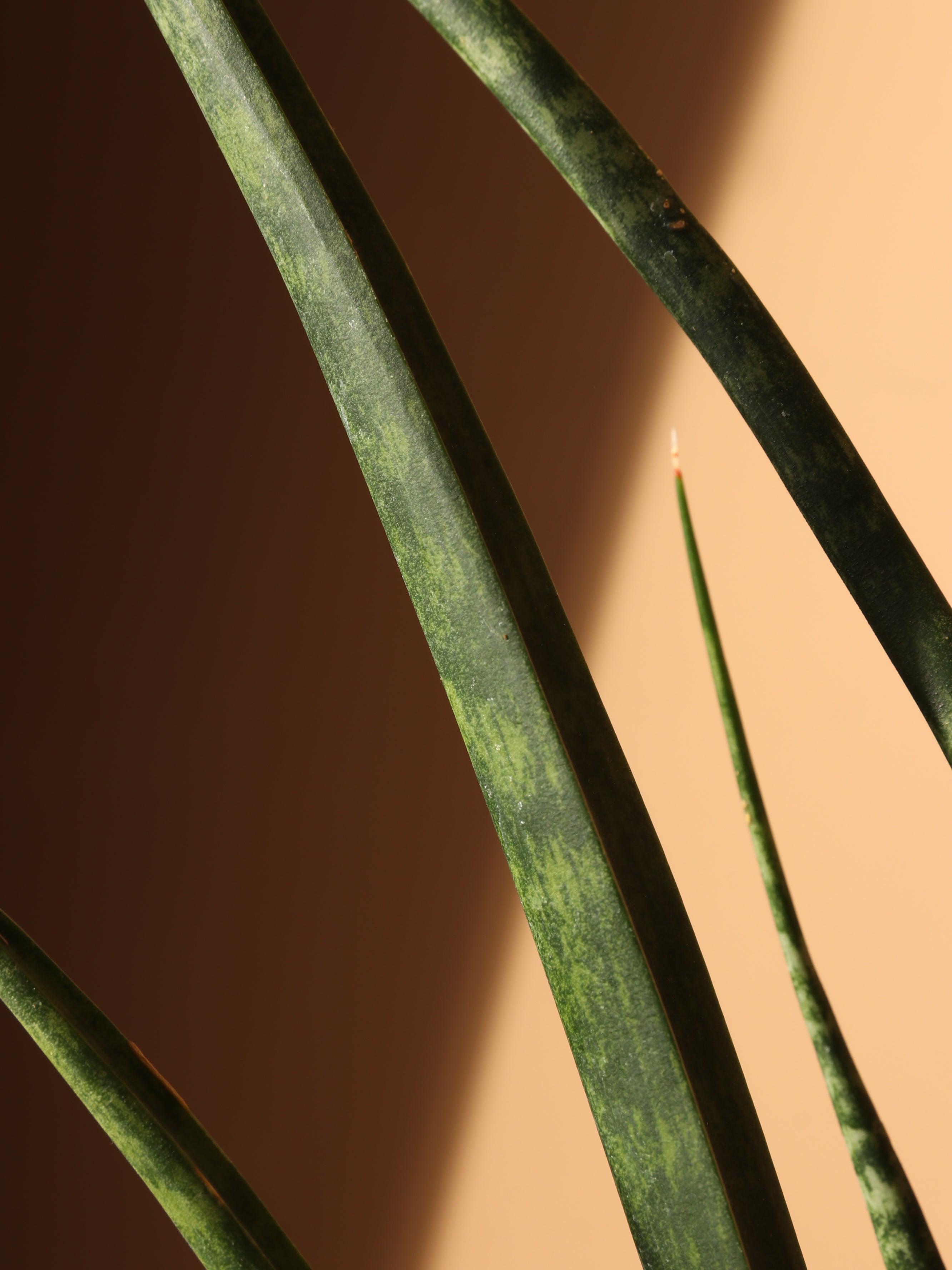 Medium Sansevieria Fernwood