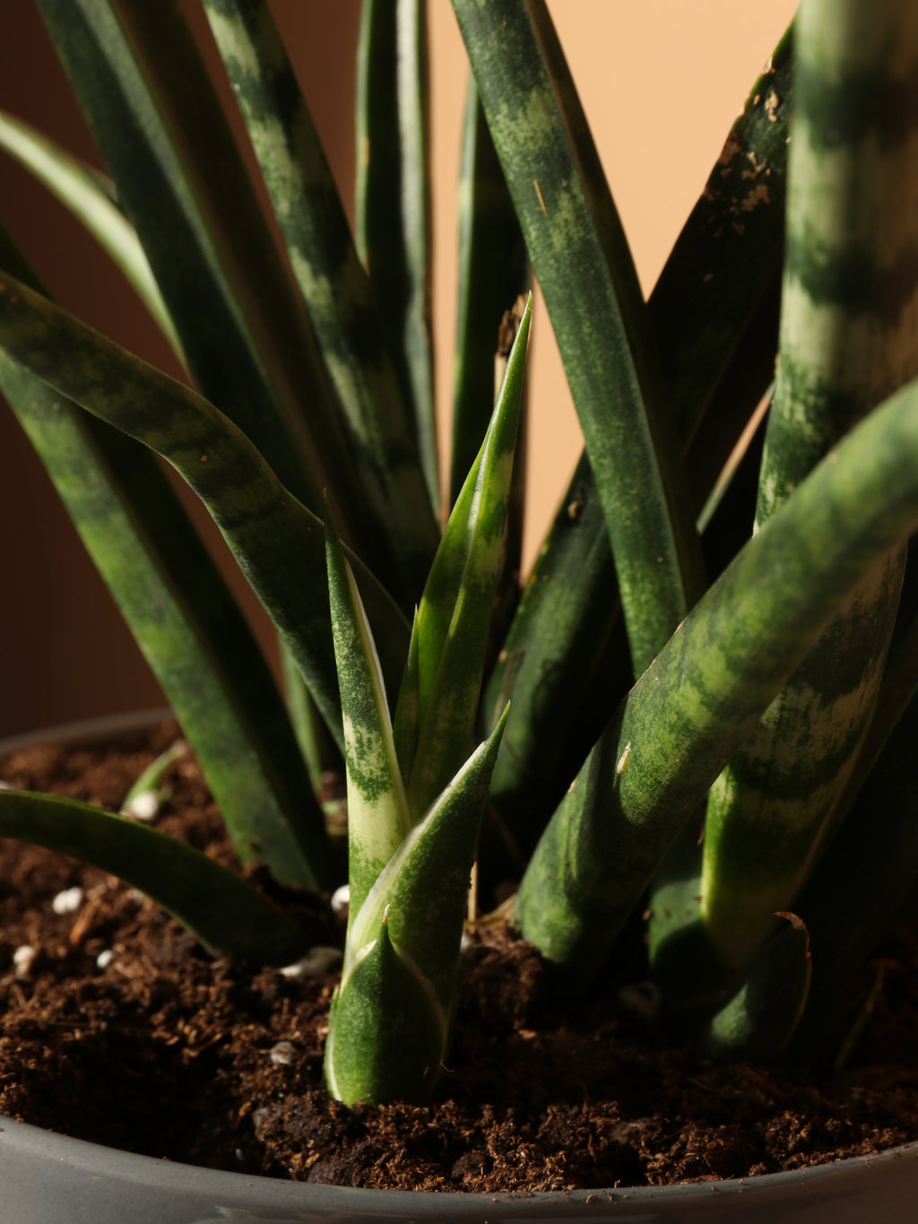 Medium Sansevieria Fernwood