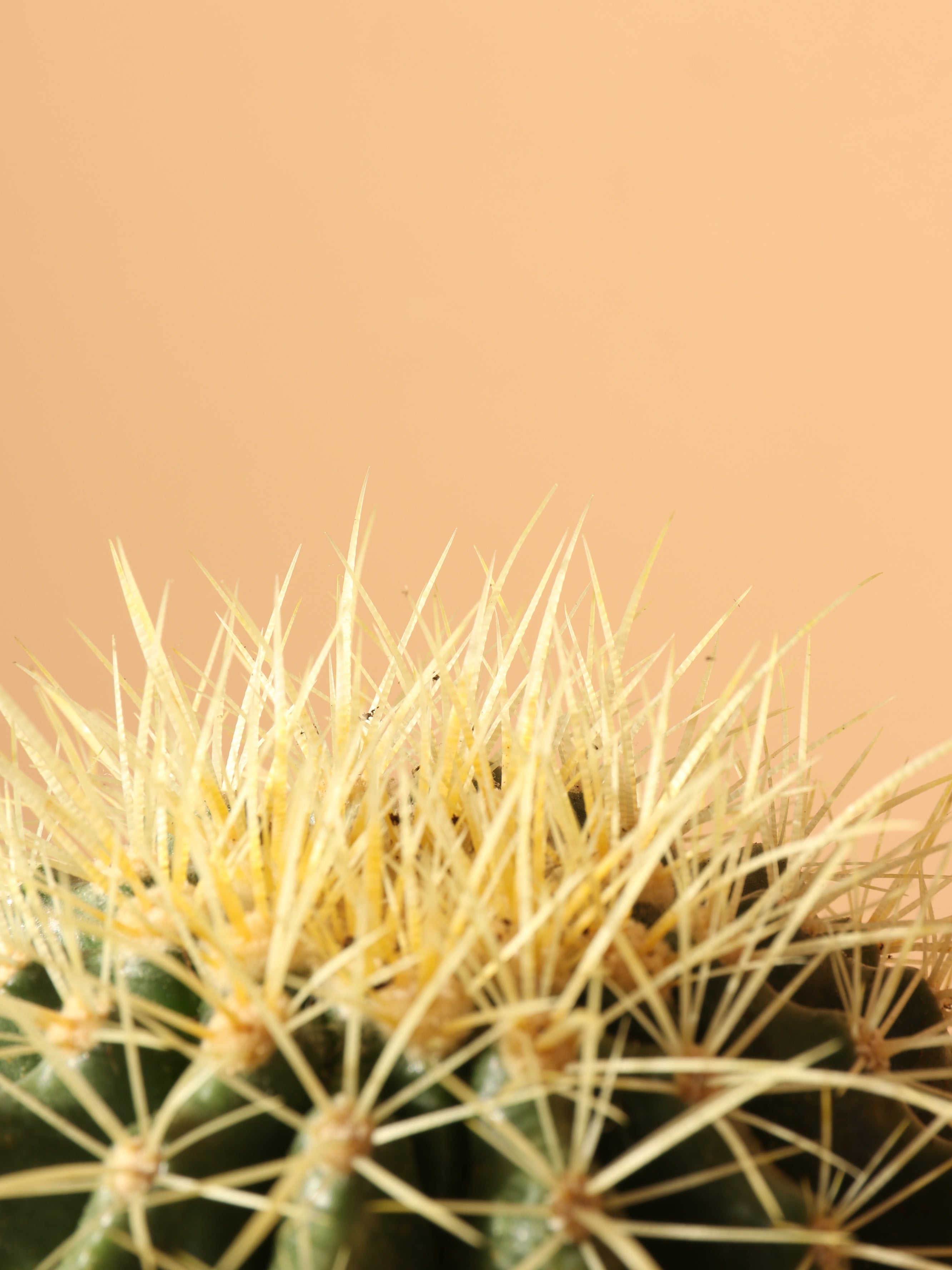 Medium Golden Barrel Cactus