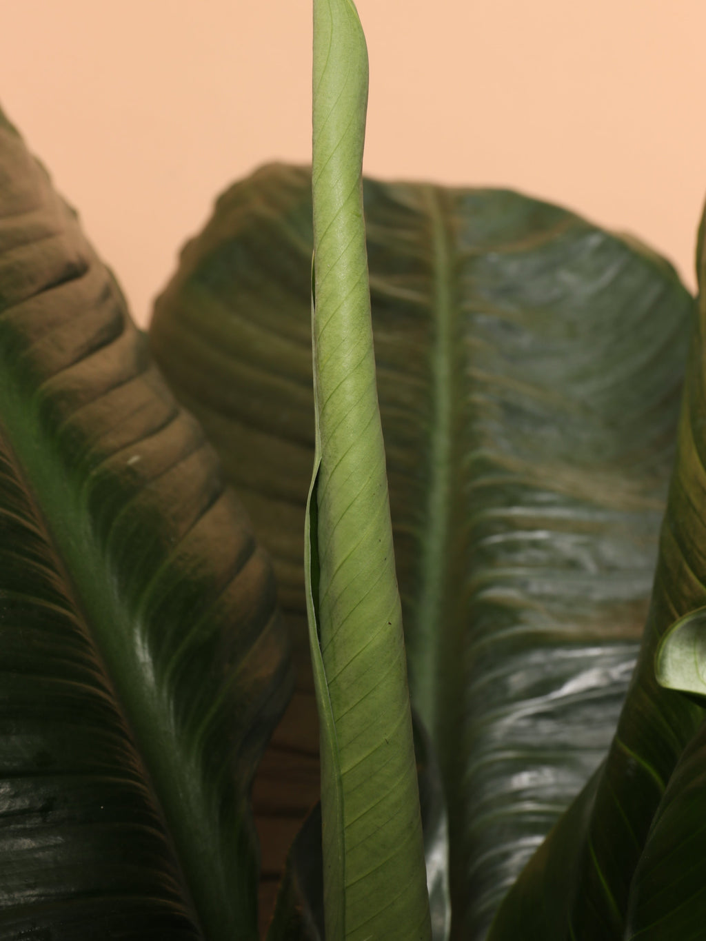 Full Size Sensation Peace Lily