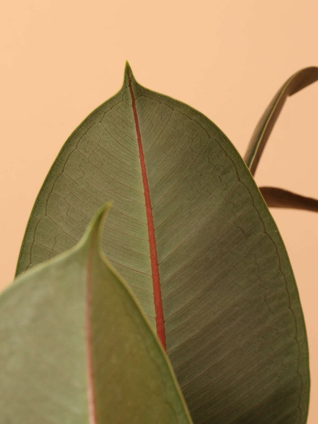 Full Size Rubber Bush