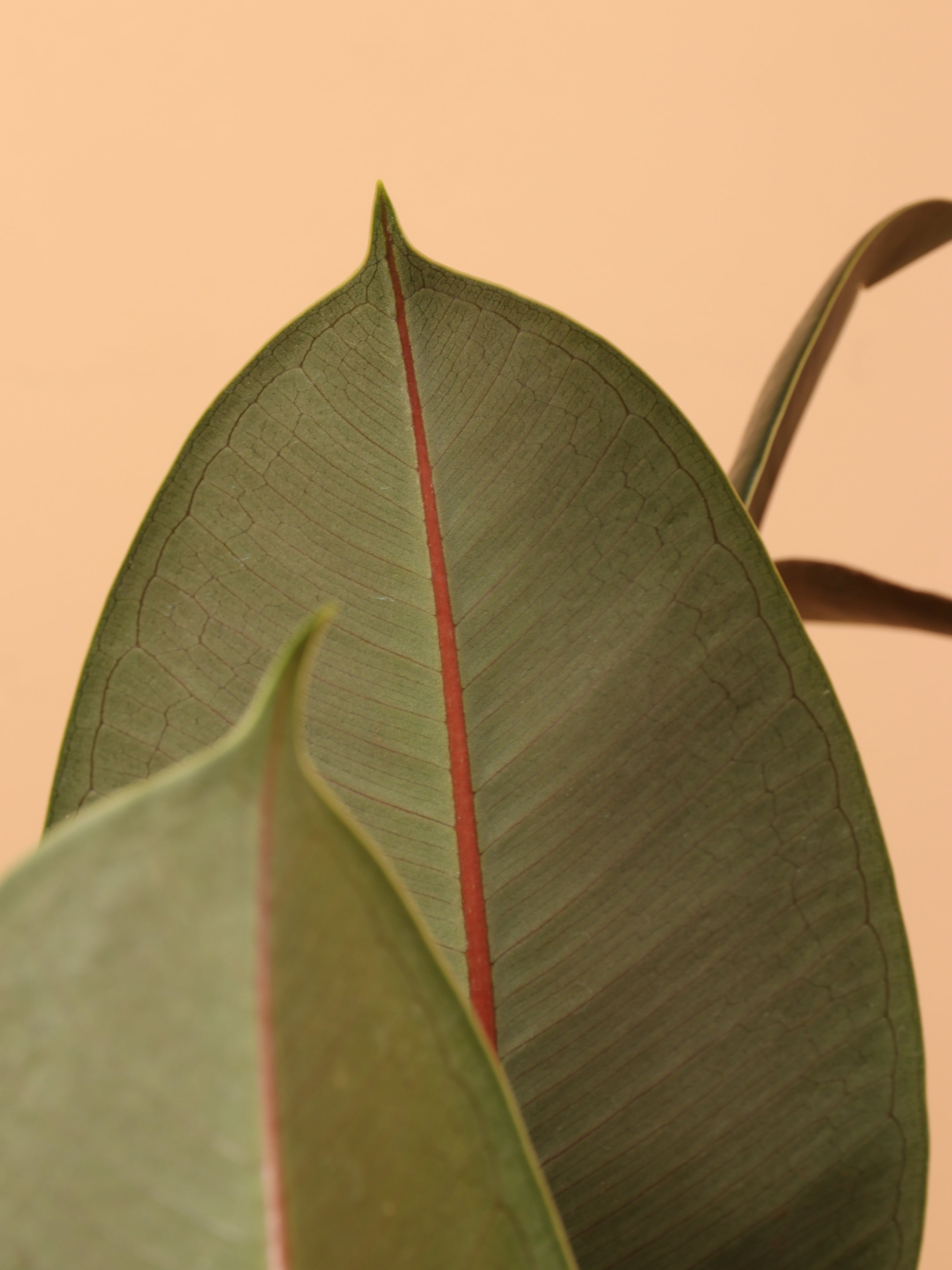 Full Size Rubber Bush