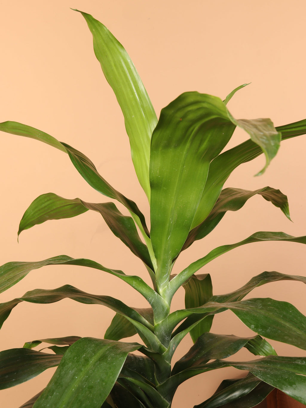 Extra Large Dracaena 'Janet Craig' Cane