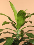 Extra Large Dracaena 'Janet Craig' Cane