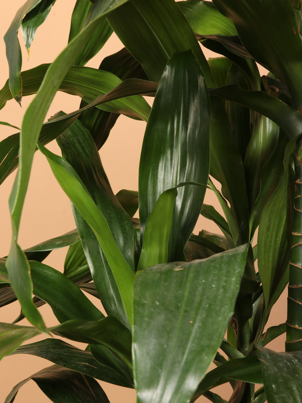 Extra Large Dracaena 'Janet Craig' Cane
