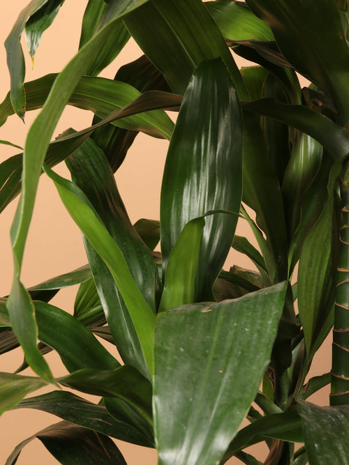 Extra Large Dracaena 'Janet Craig' Cane