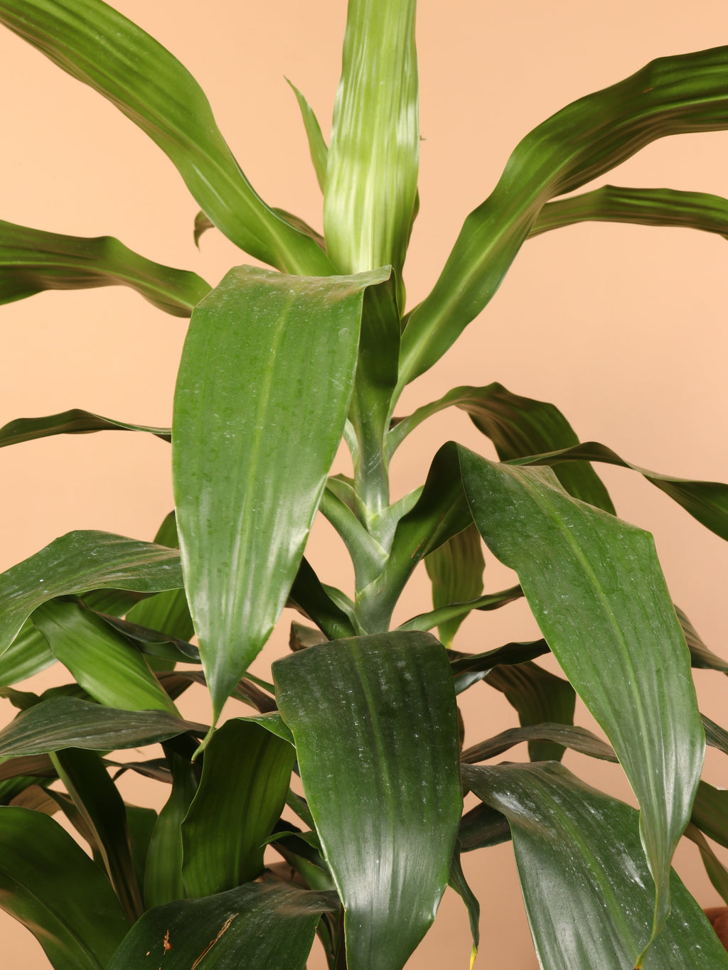 Extra Large Dracaena 'Janet Craig' Cane