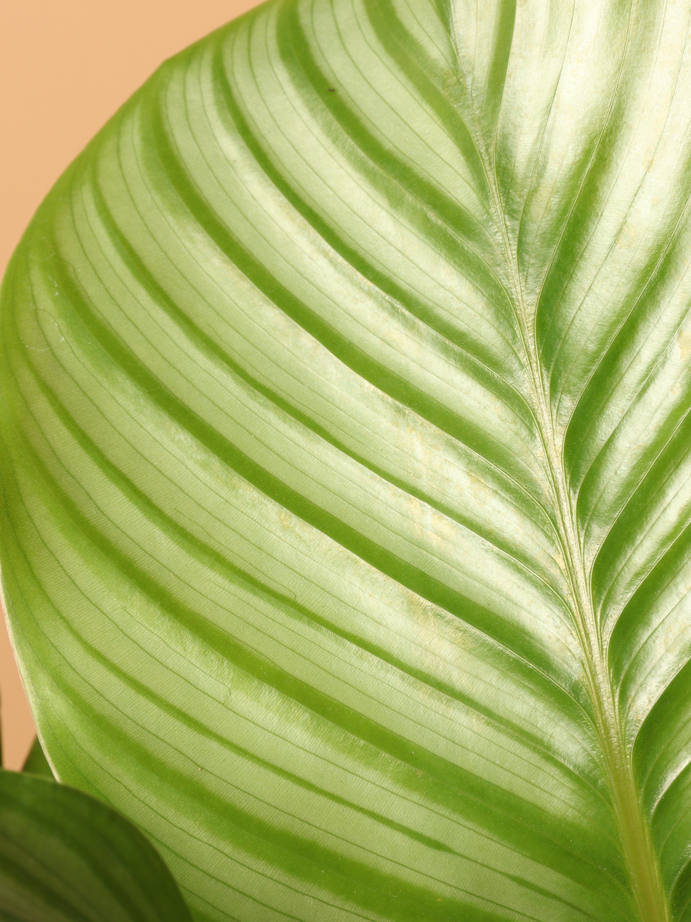 Large Calathea Orbifolia