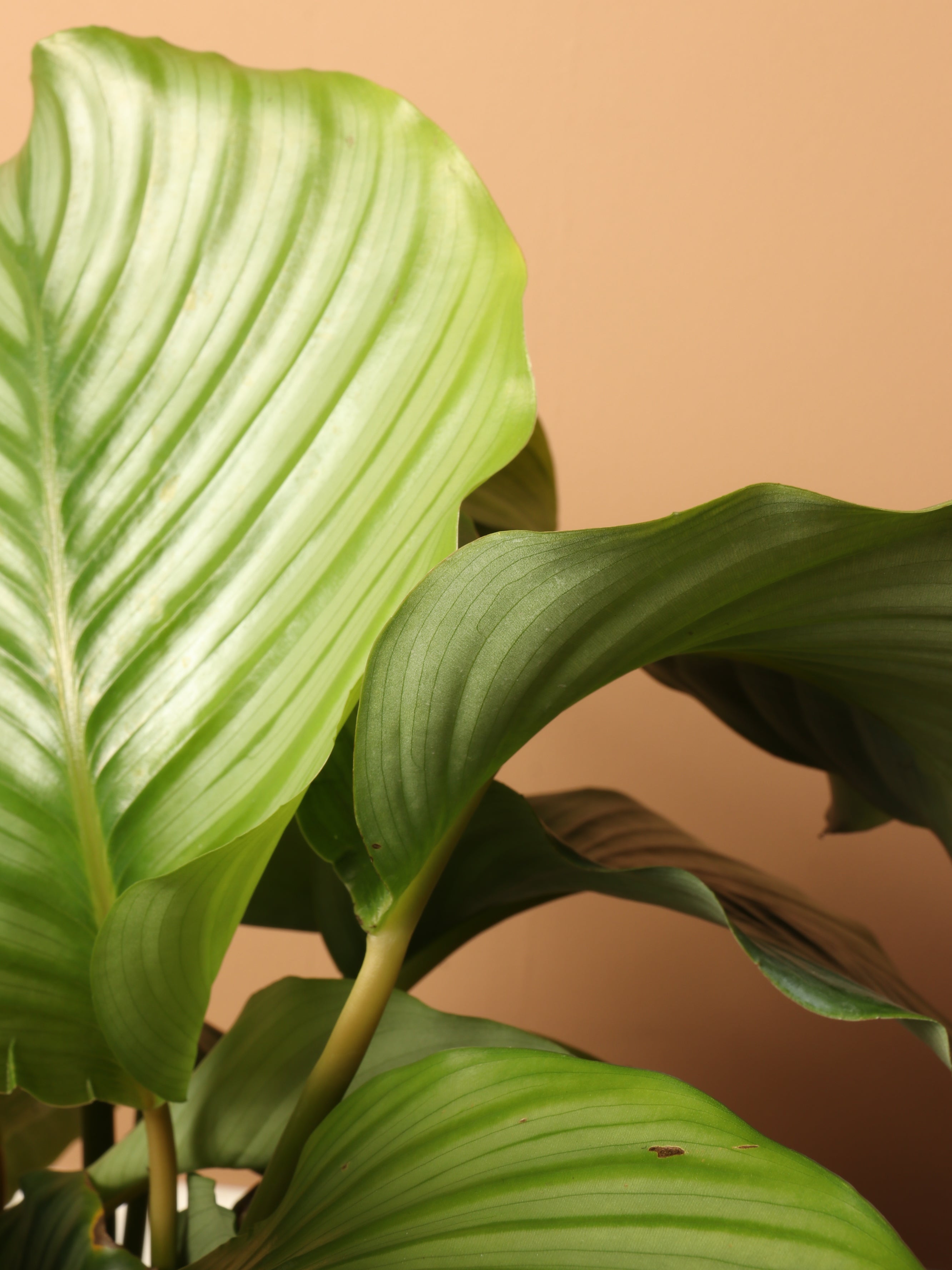 Large Calathea Orbifolia