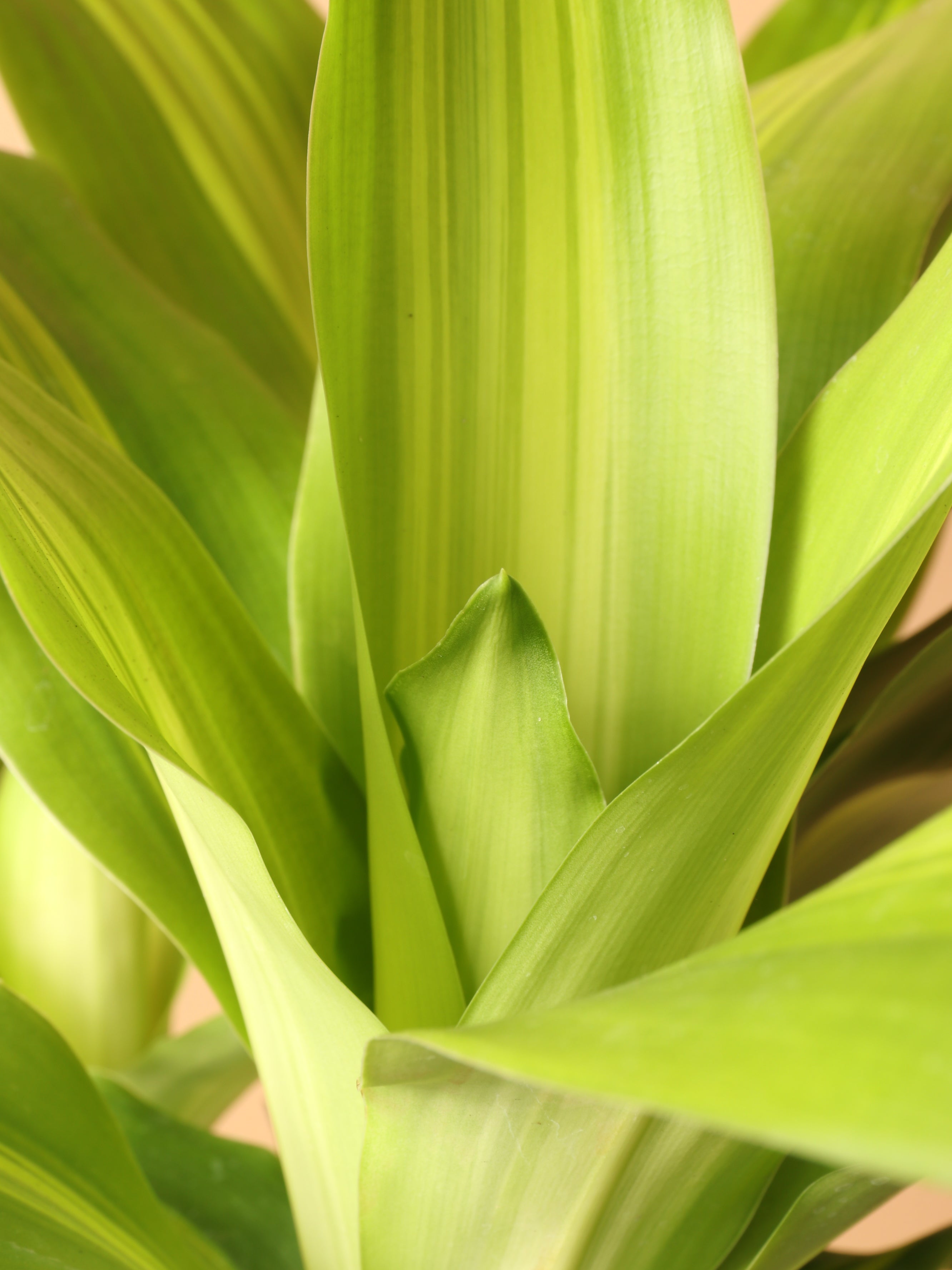 Medium Mass Cane Stump