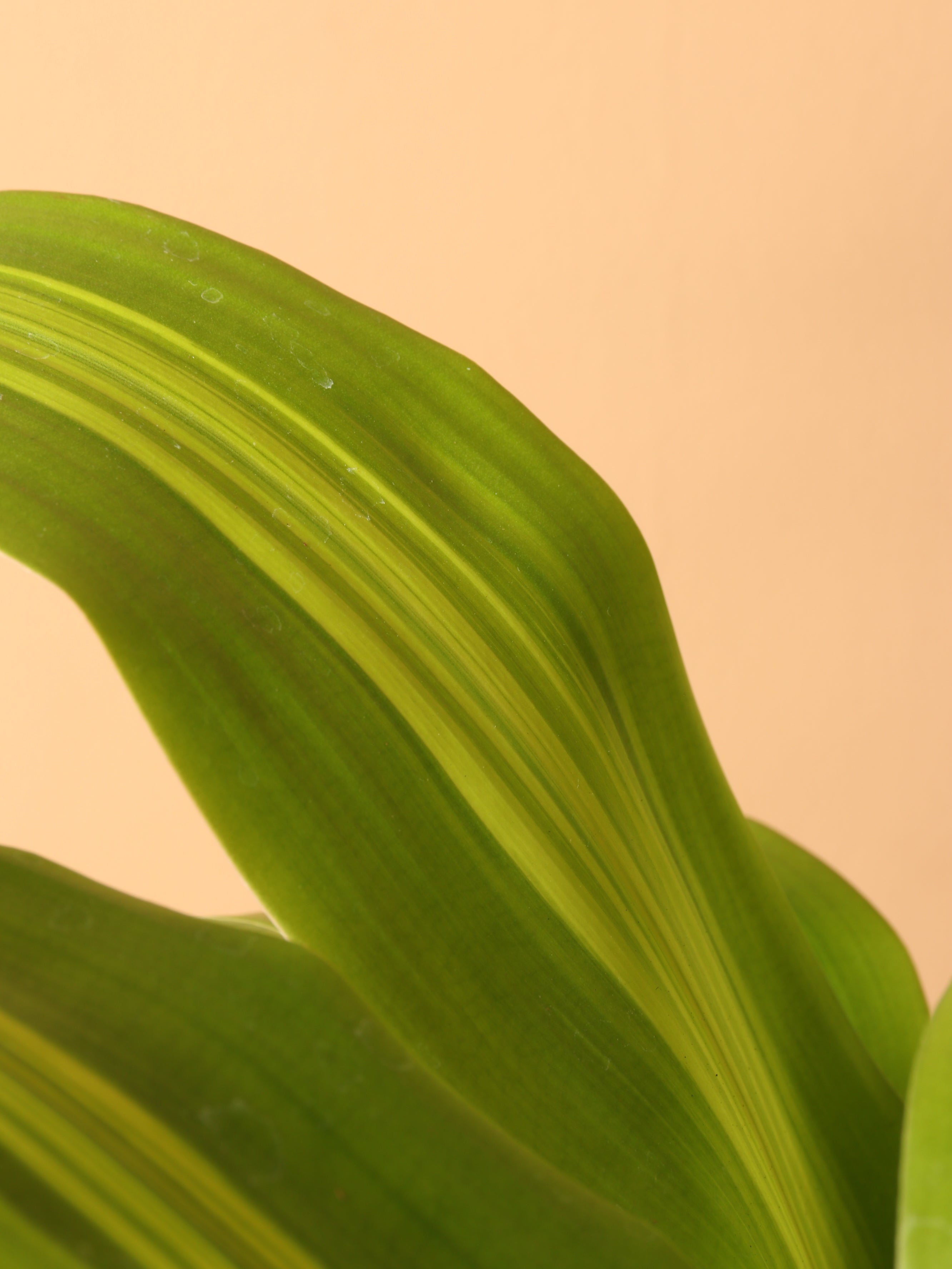 Medium Mass Cane Stump