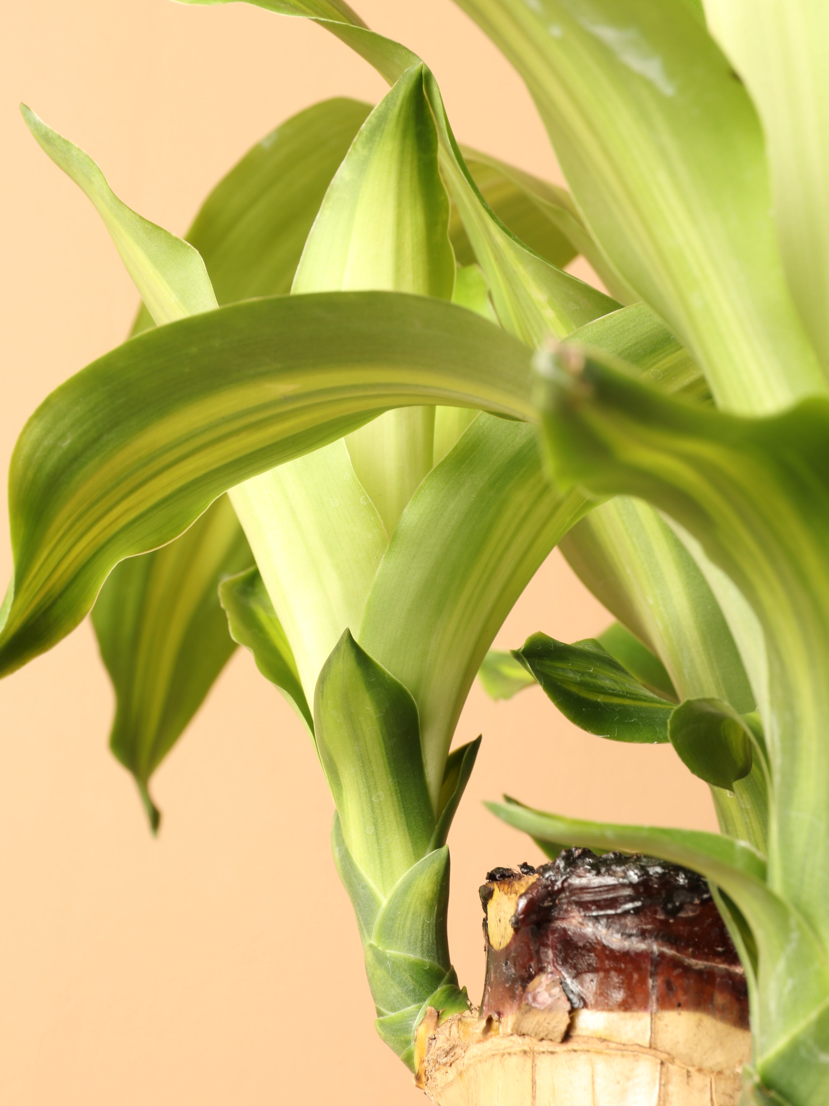 Medium Mass Cane Stump