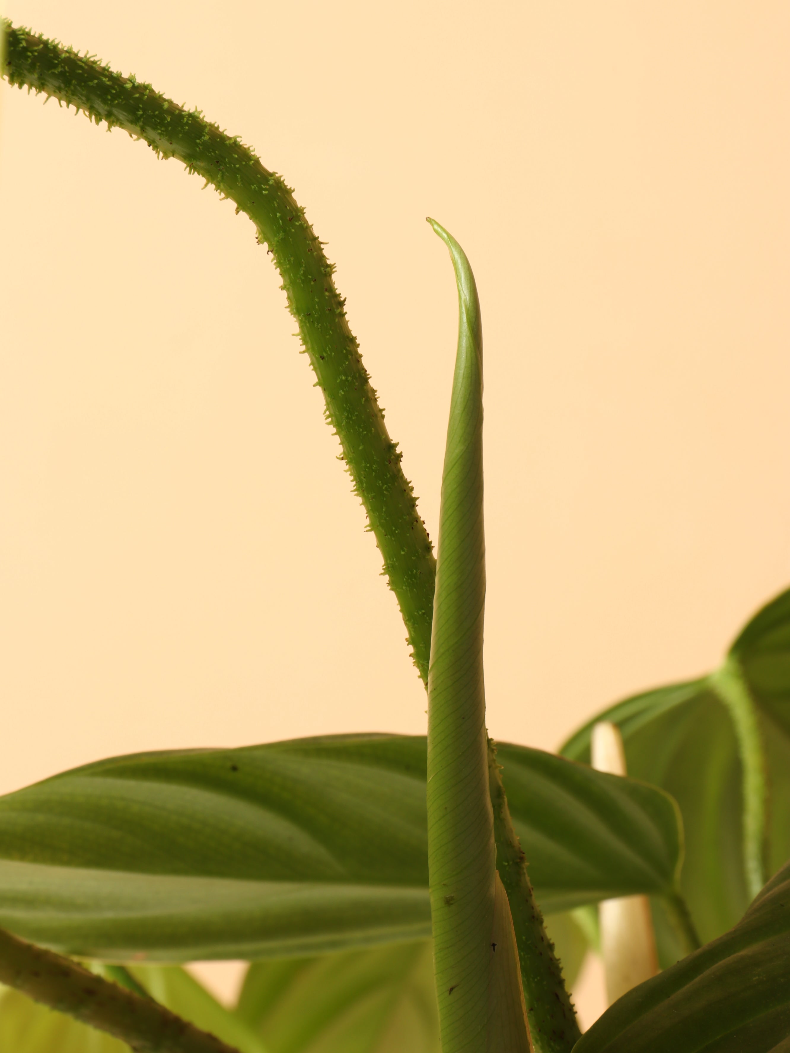 Medium Philodendron 'Fuzzy Petiole'
