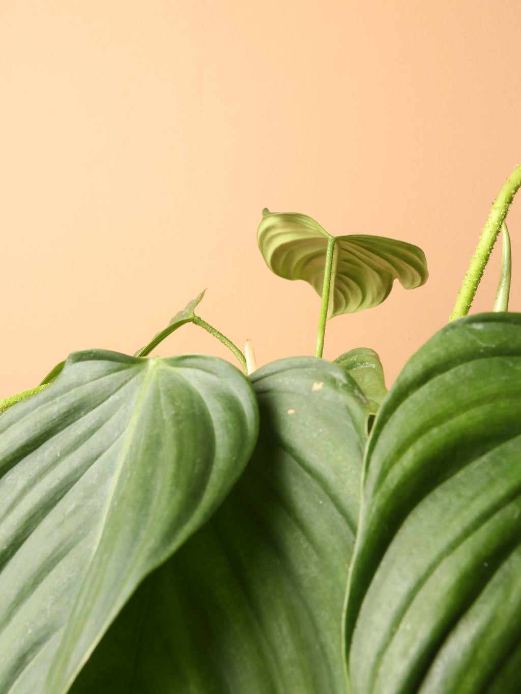 Medium Philodendron 'Fuzzy Petiole'