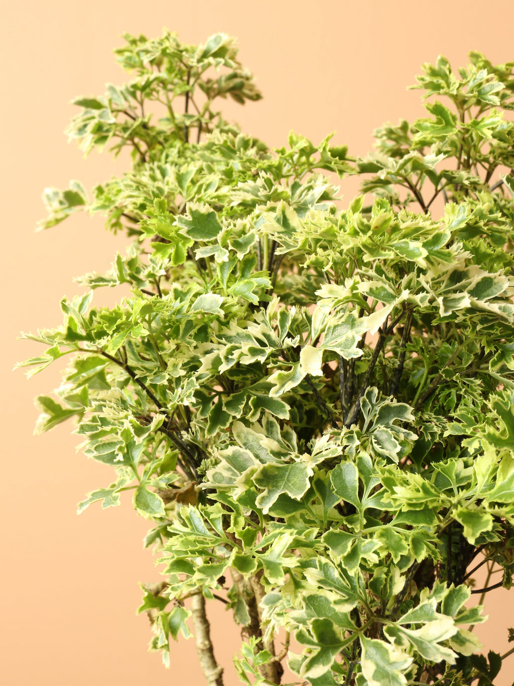 Medium Ming Aralia 'Snowflake'