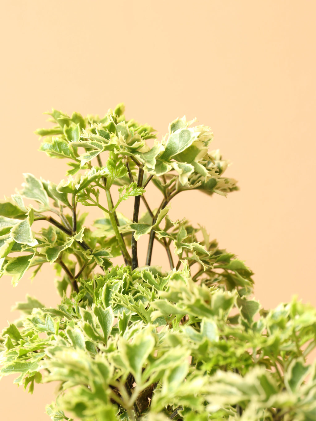 Medium Ming Aralia 'Snowflake'