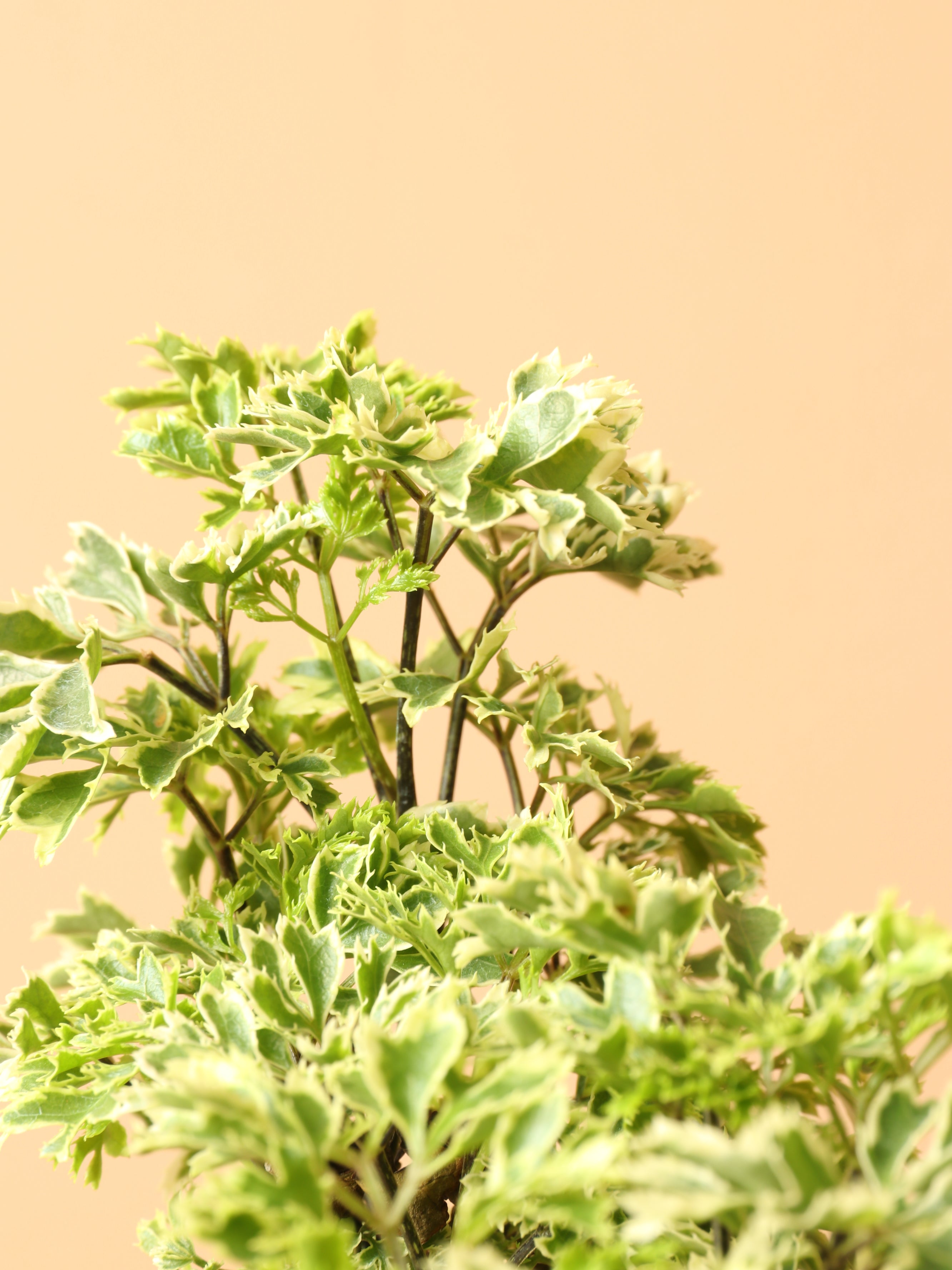 Medium Ming Aralia 'Snowflake'