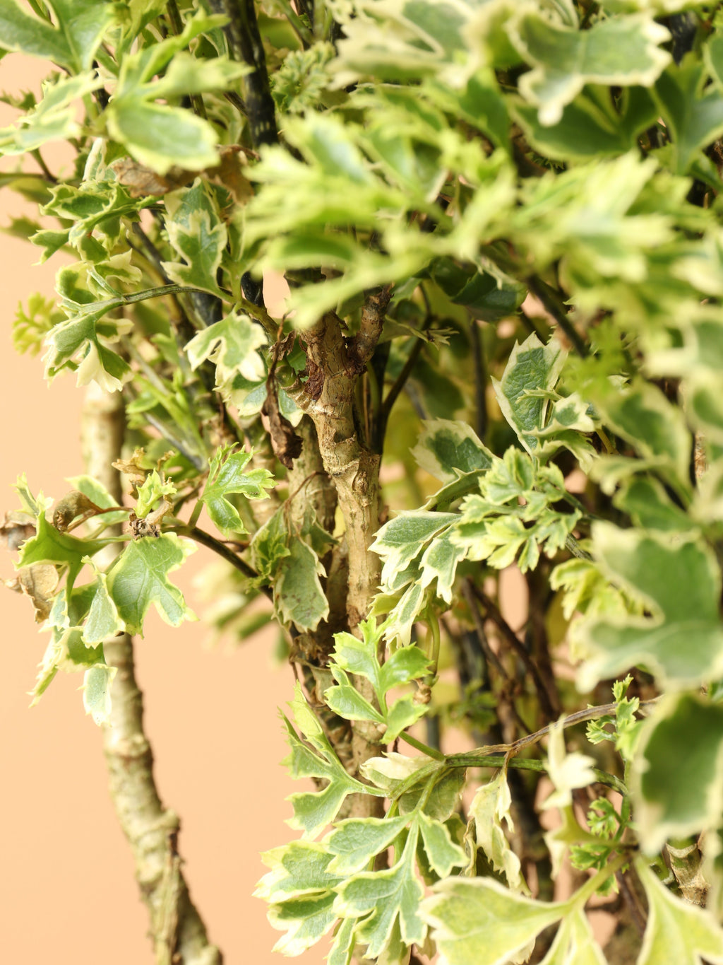 Medium Ming Aralia 'Snowflake'