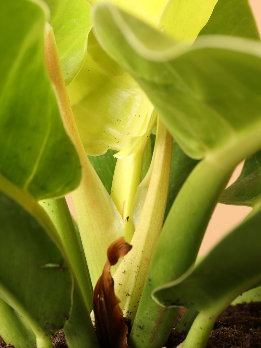 Medium Philodendron 'Lemon Lime' (Long Leaf)