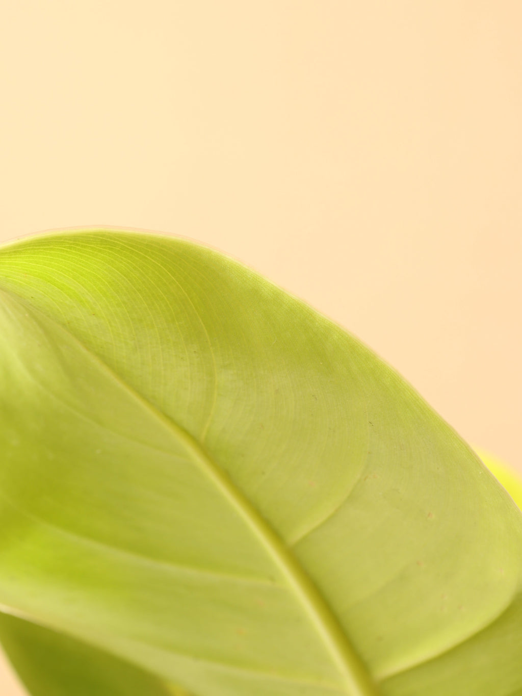 Medium Philodendron 'Lemon Lime' (Long Leaf)