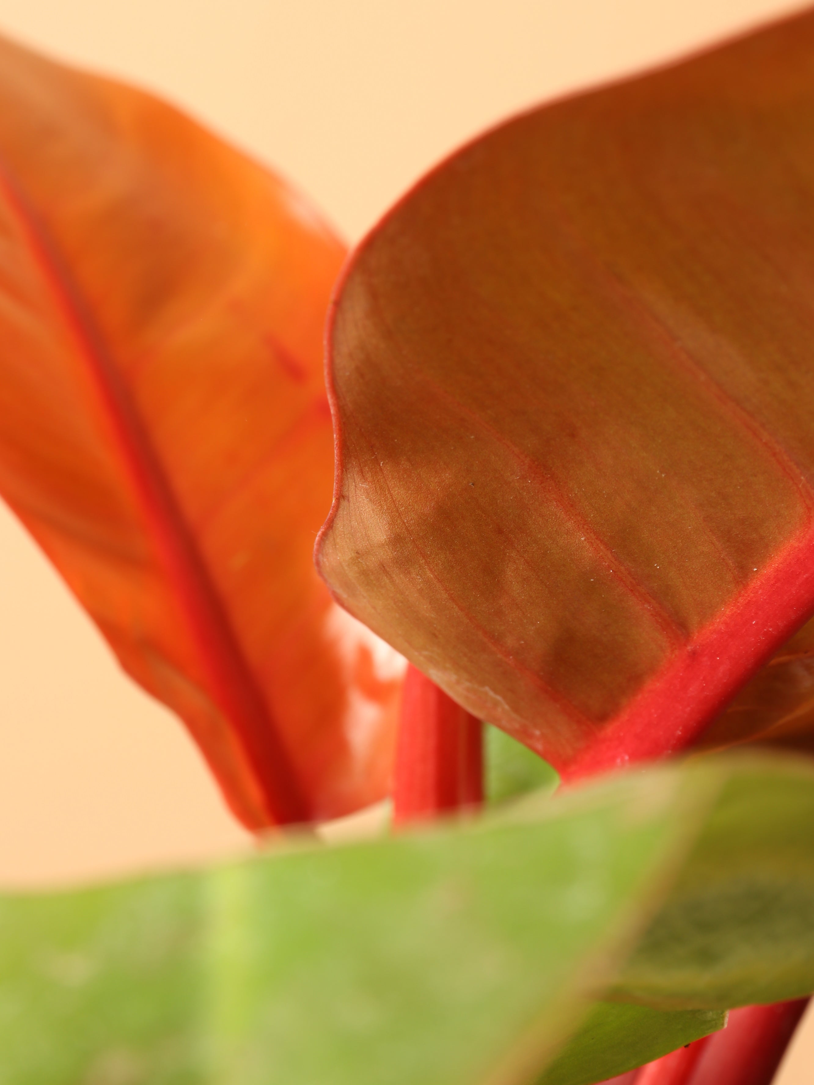Medium Philodendron 'Prince of Orange'