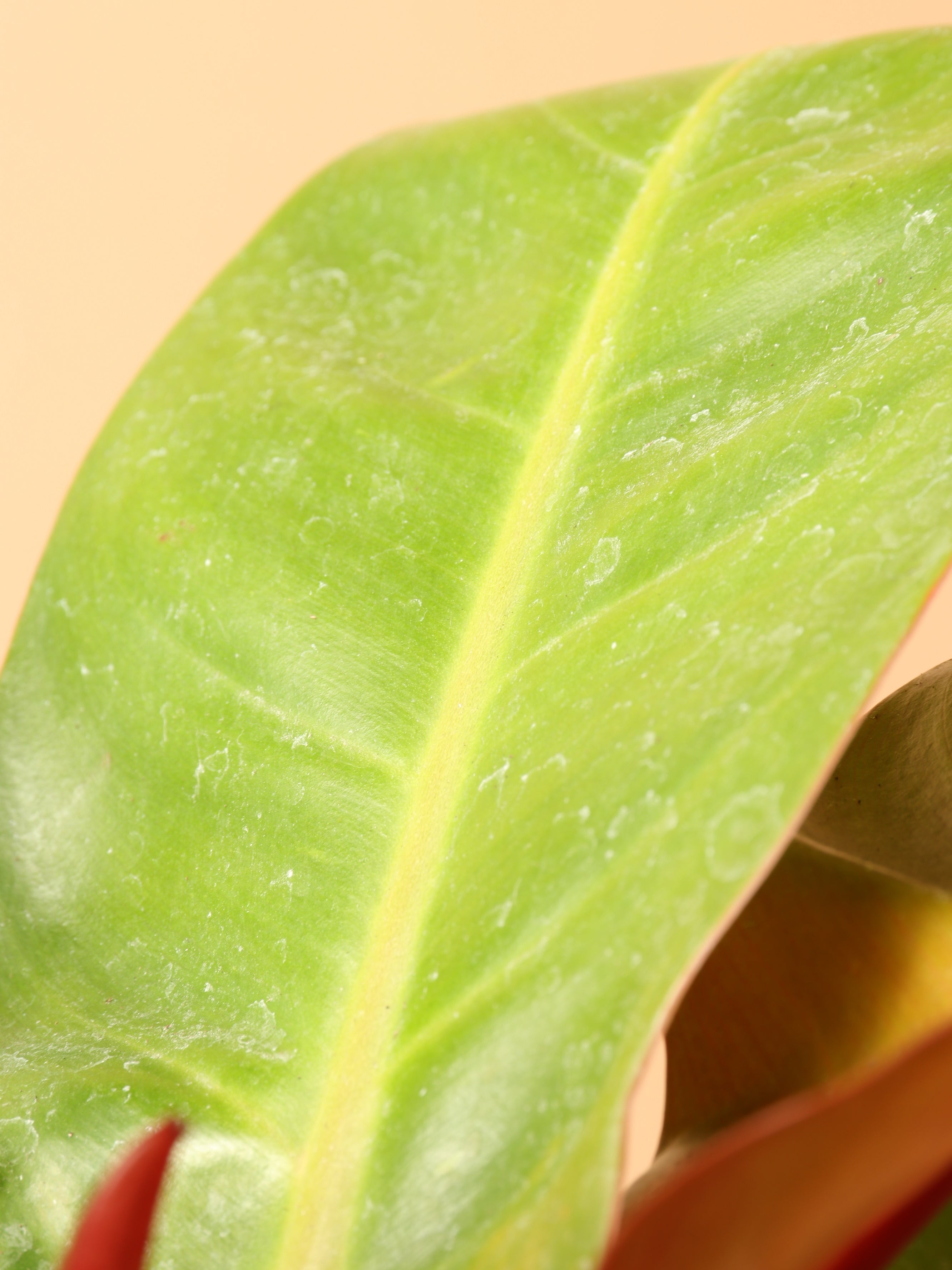 Medium Philodendron 'Prince of Orange'