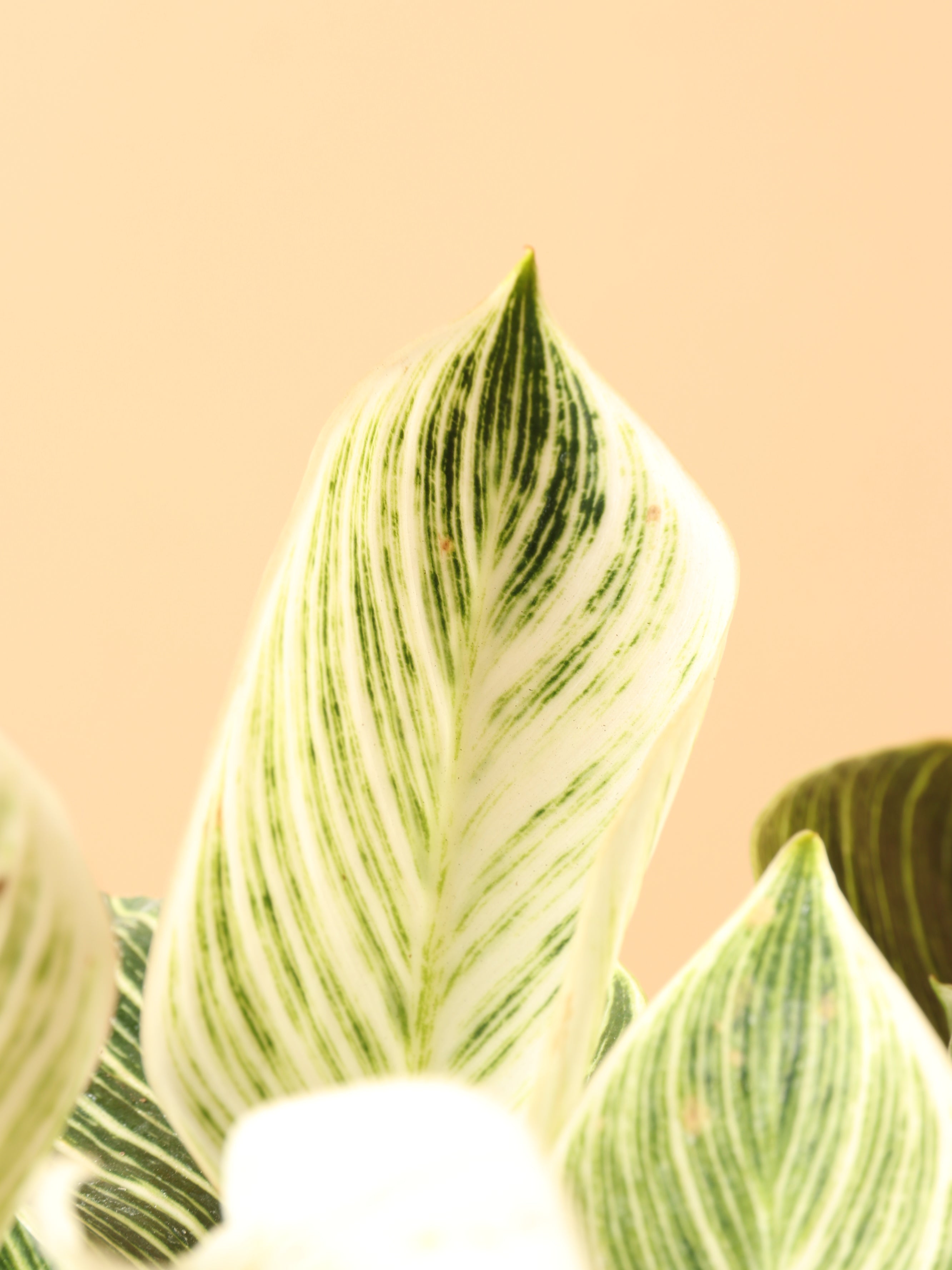 Medium Philodendron 'birkin'