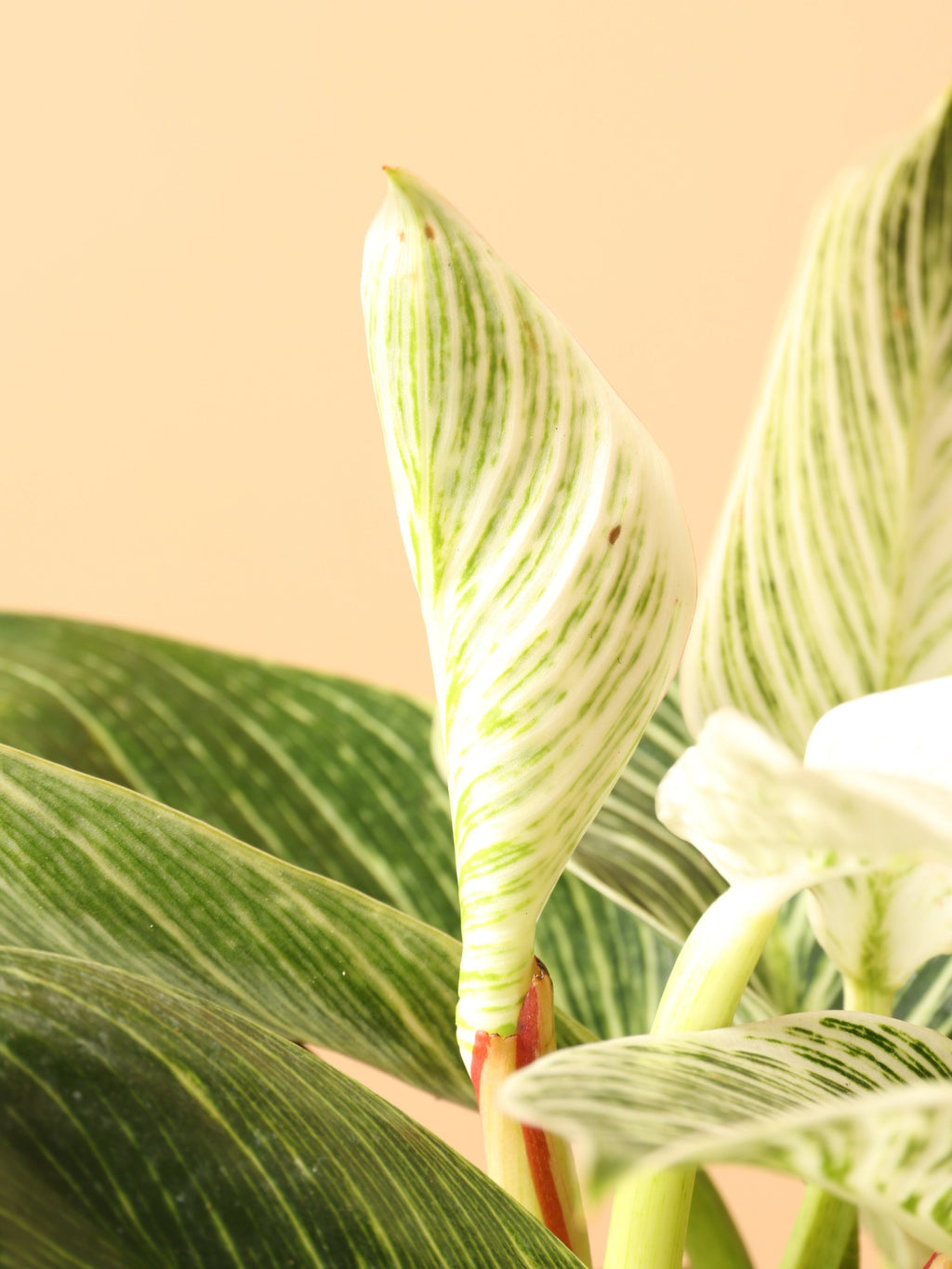 Medium Philodendron 'birkin'