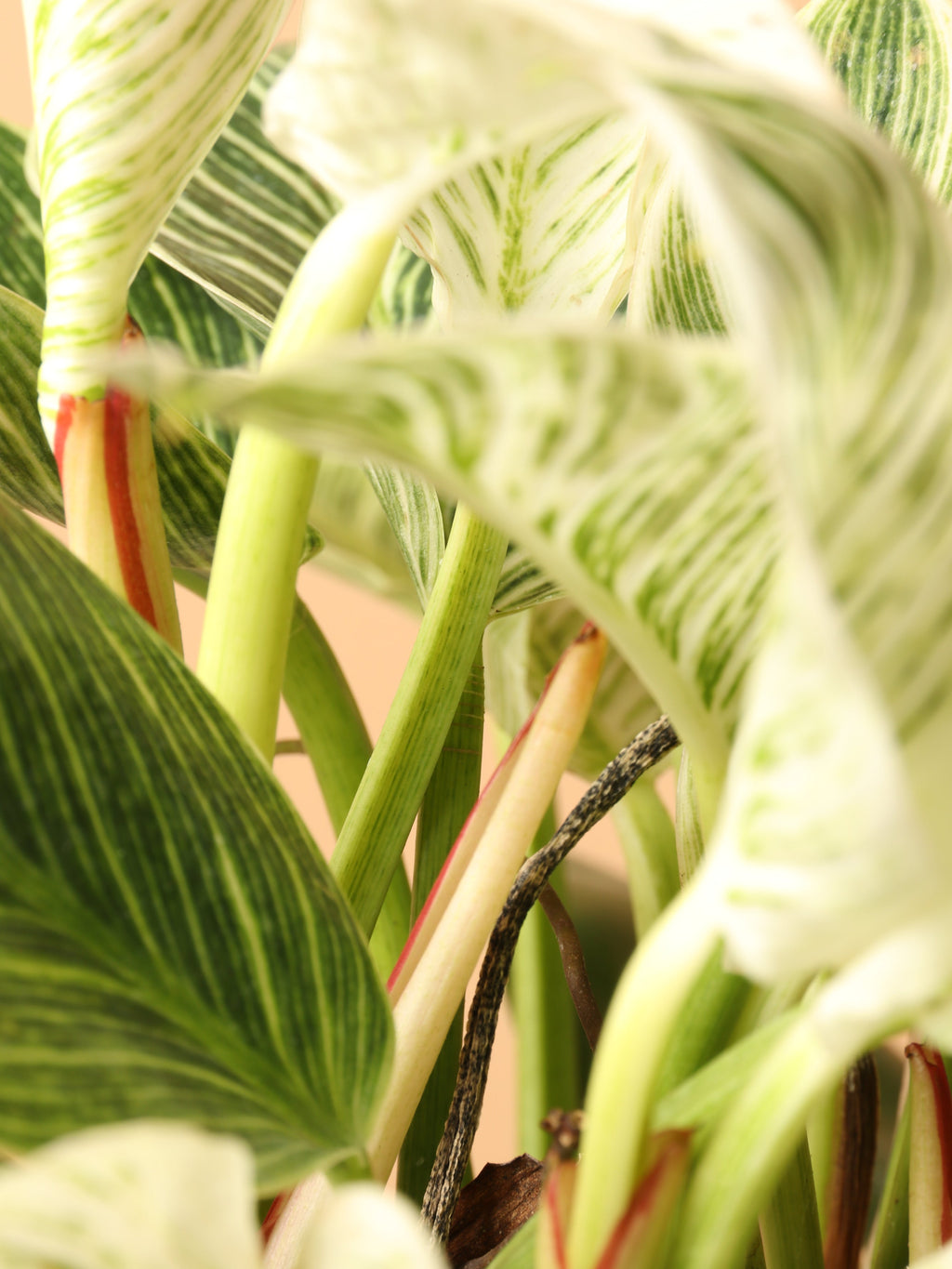 Medium Philodendron 'birkin'