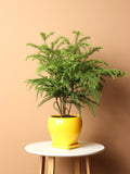 Medium Norfolk Island Pine