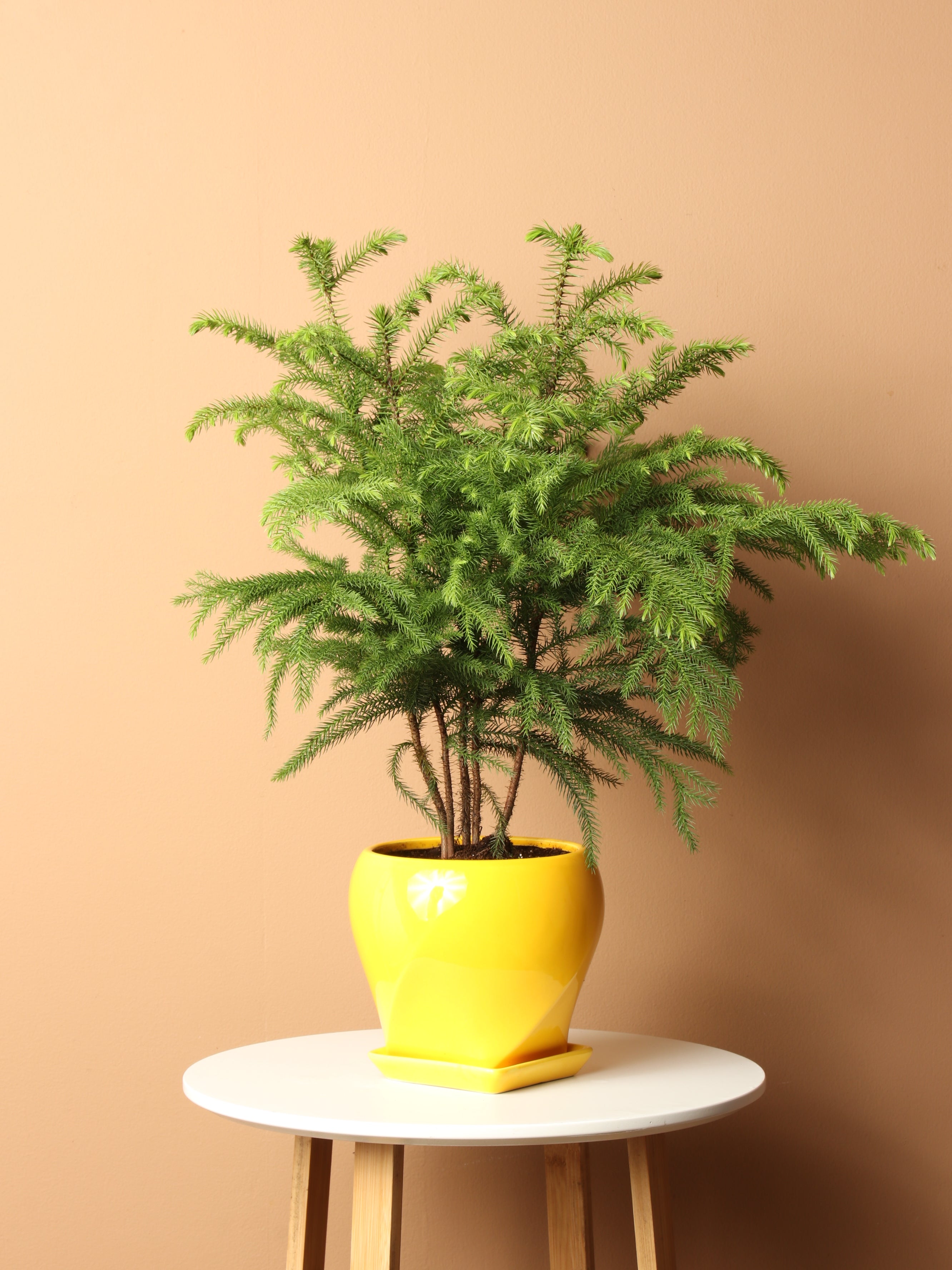 Medium Norfolk Island Pine
