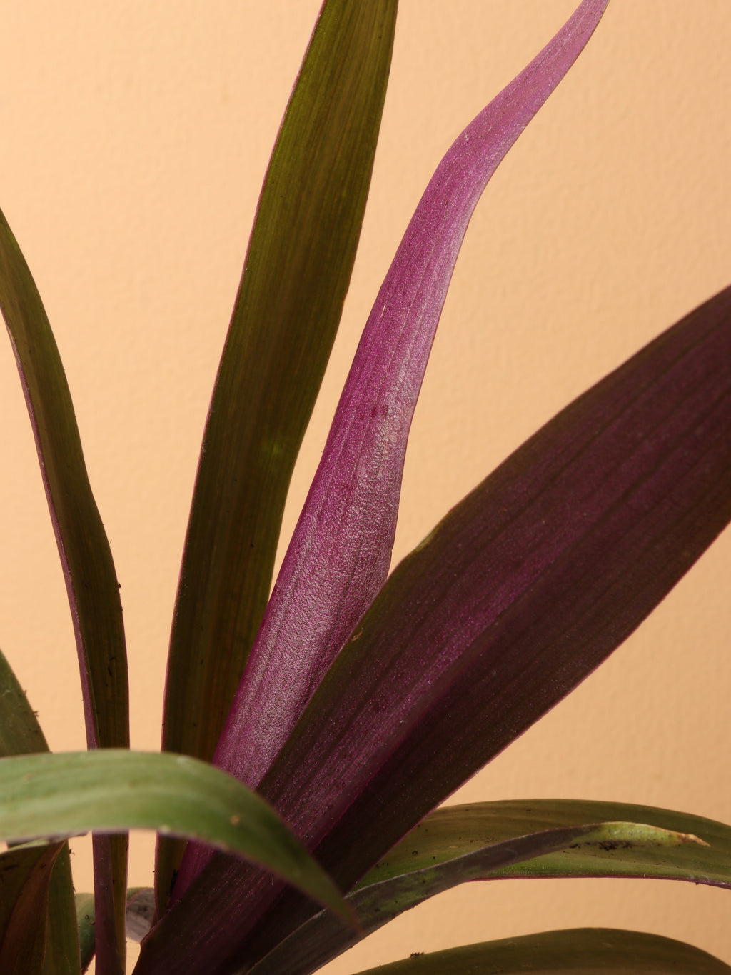 Small Moses In The Cradle