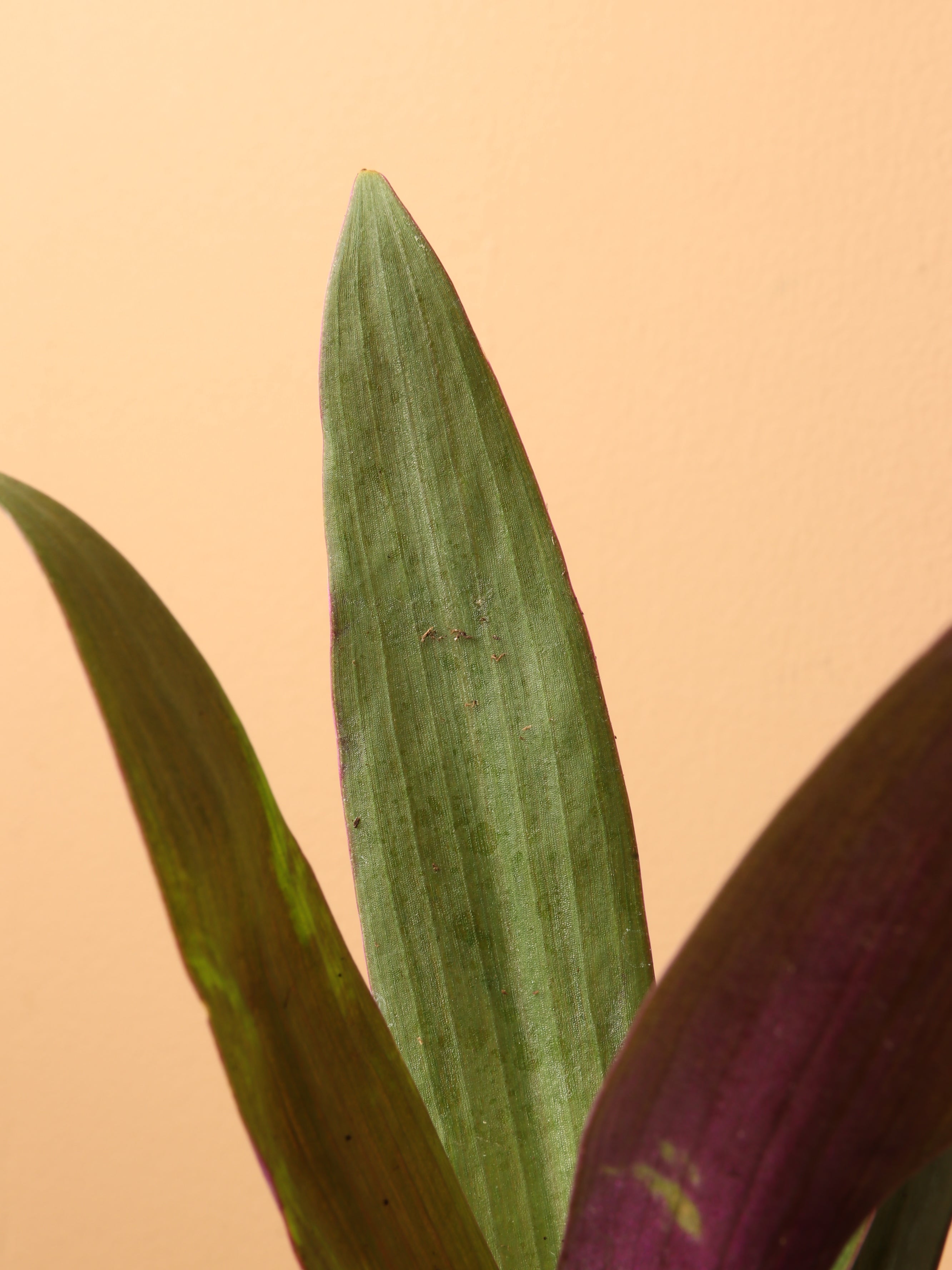 Small Moses In The Cradle