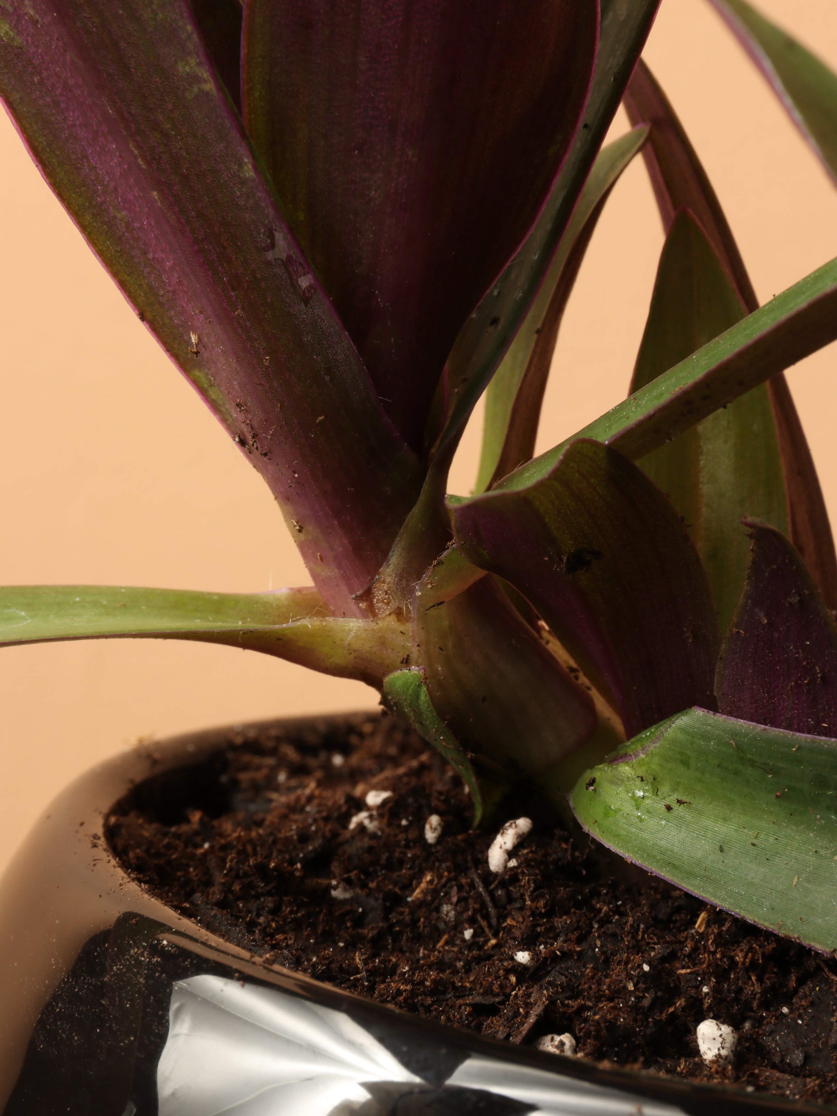 Small Moses In The Cradle