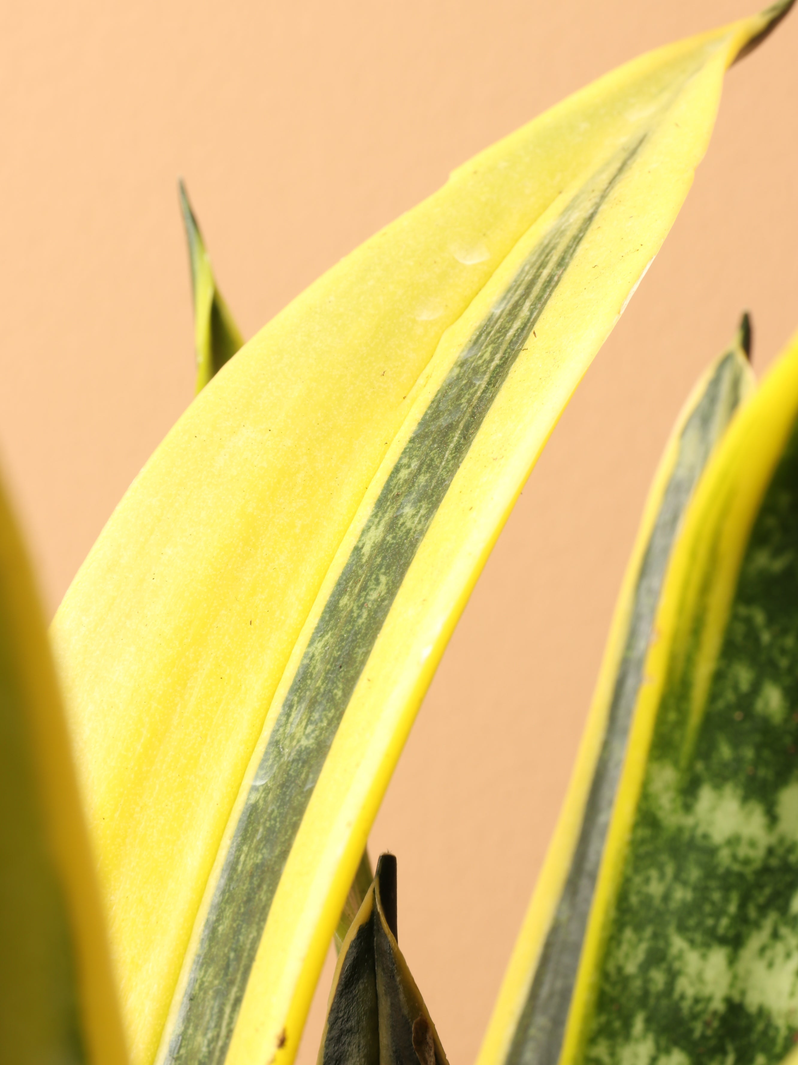 Medium Snake Plant Rubia