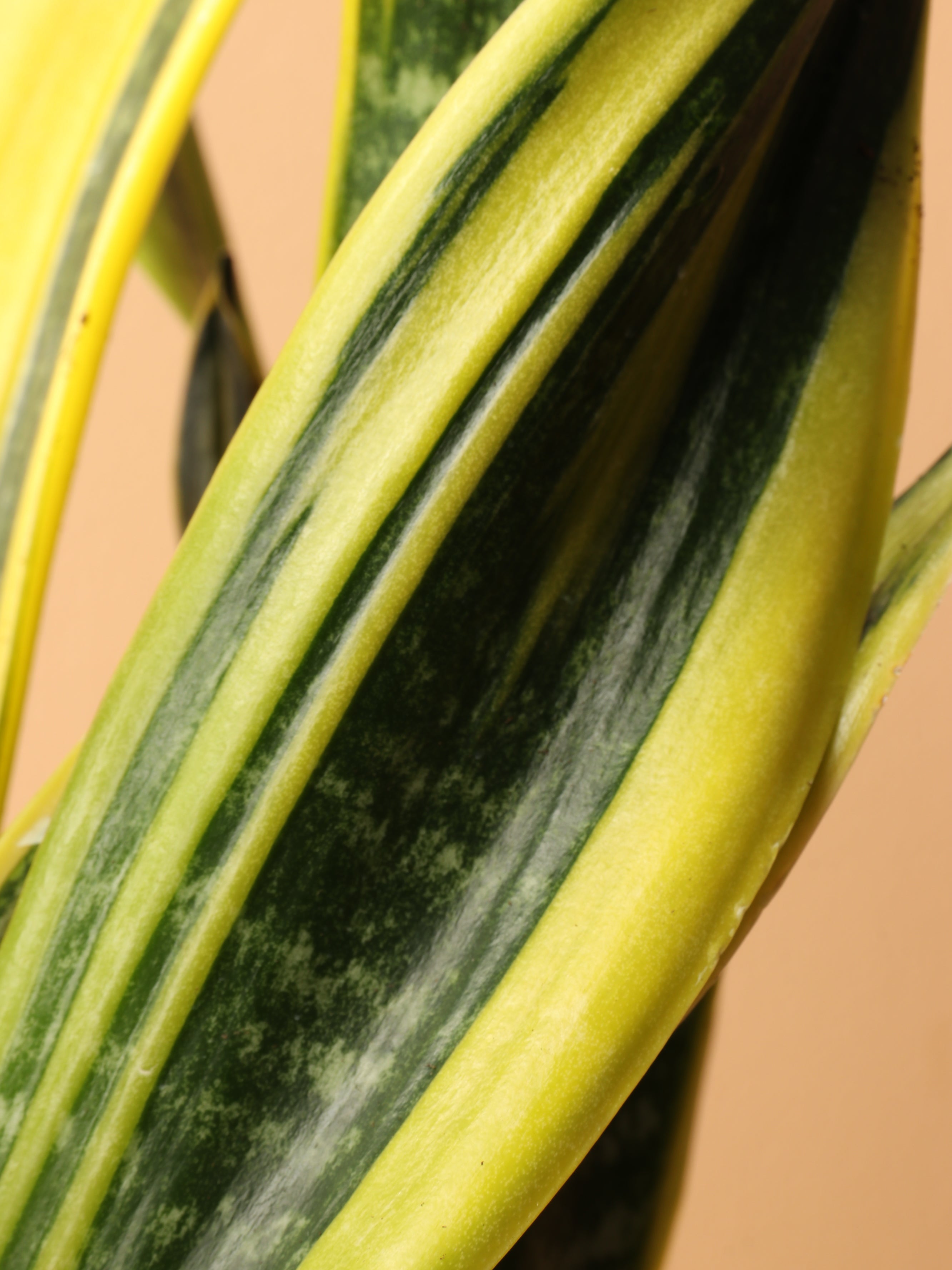 Medium Snake Plant Rubia