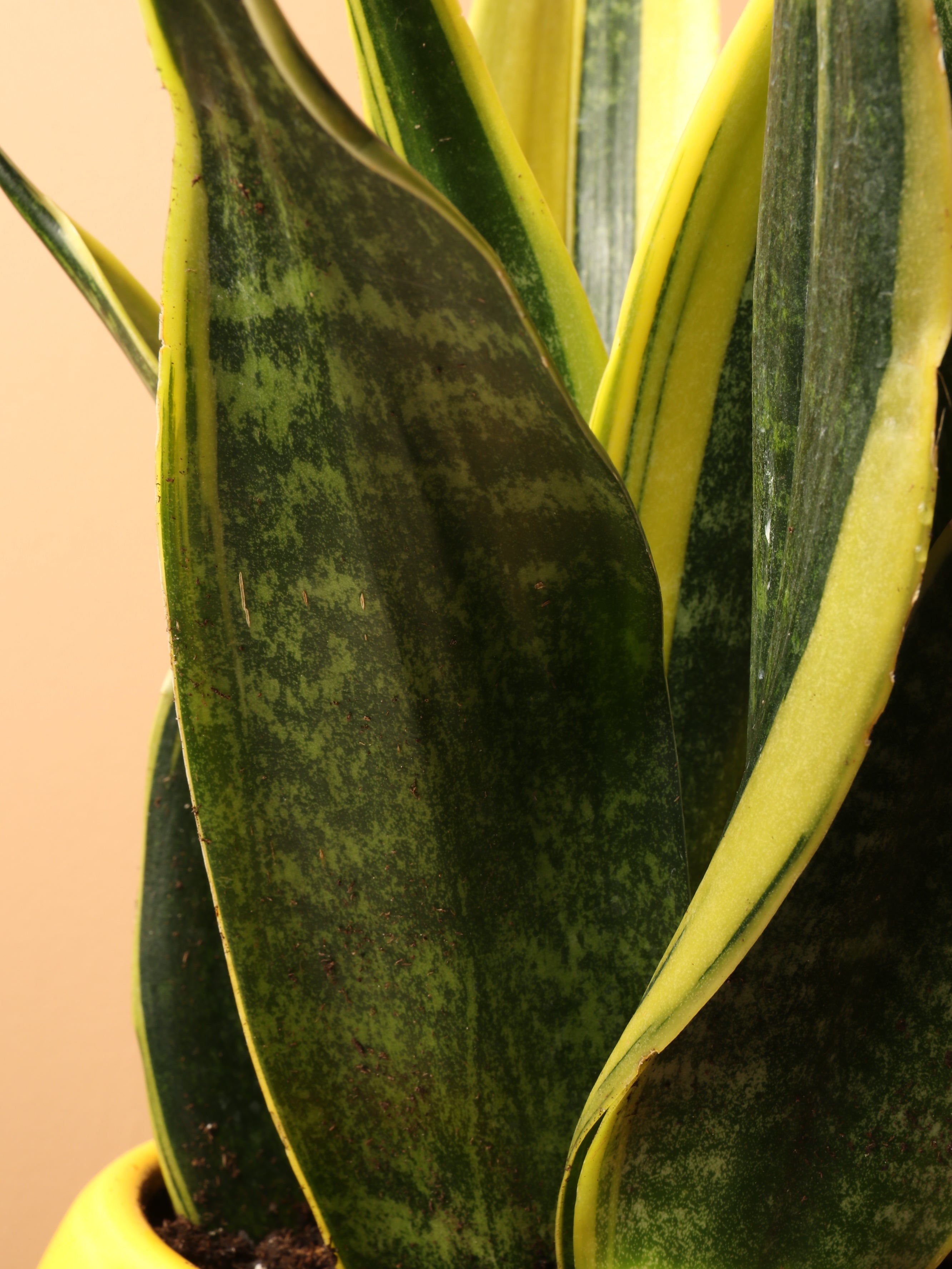 Medium Snake Plant Rubia