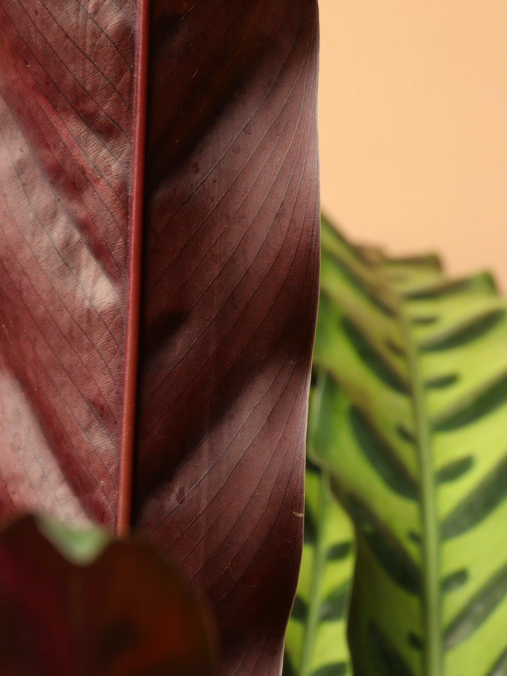 Large Calathea Rattlesnake